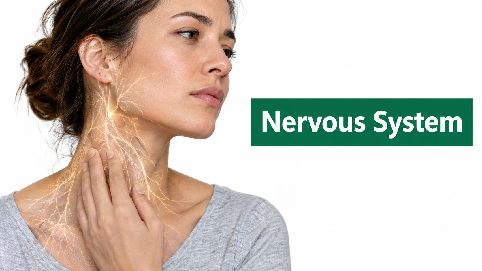 How to Nervous System Works and Heals