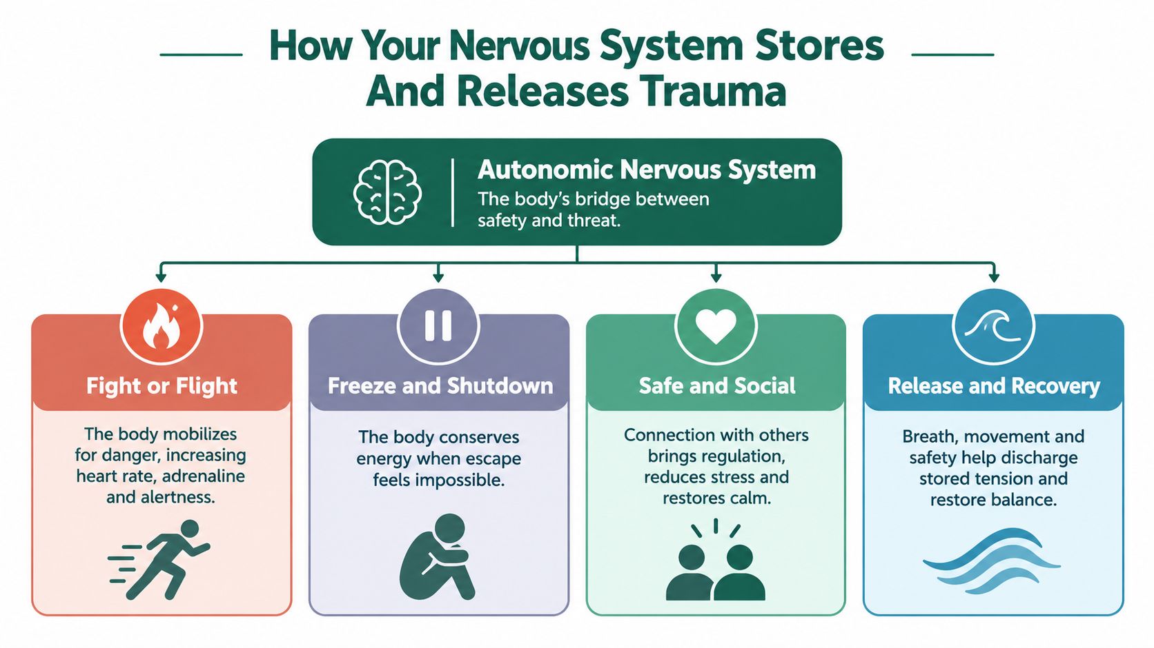 A diagram illustrating how the autonomic nervous system stores and releases trauma through four emotional states.