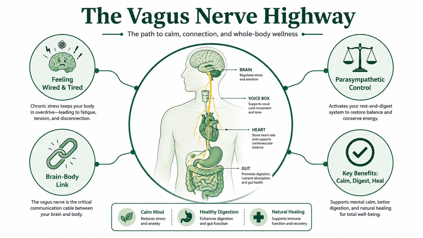 An infographic titled The Vagus Nerve Highway illustrating its role in stress, organ function, and body healing.