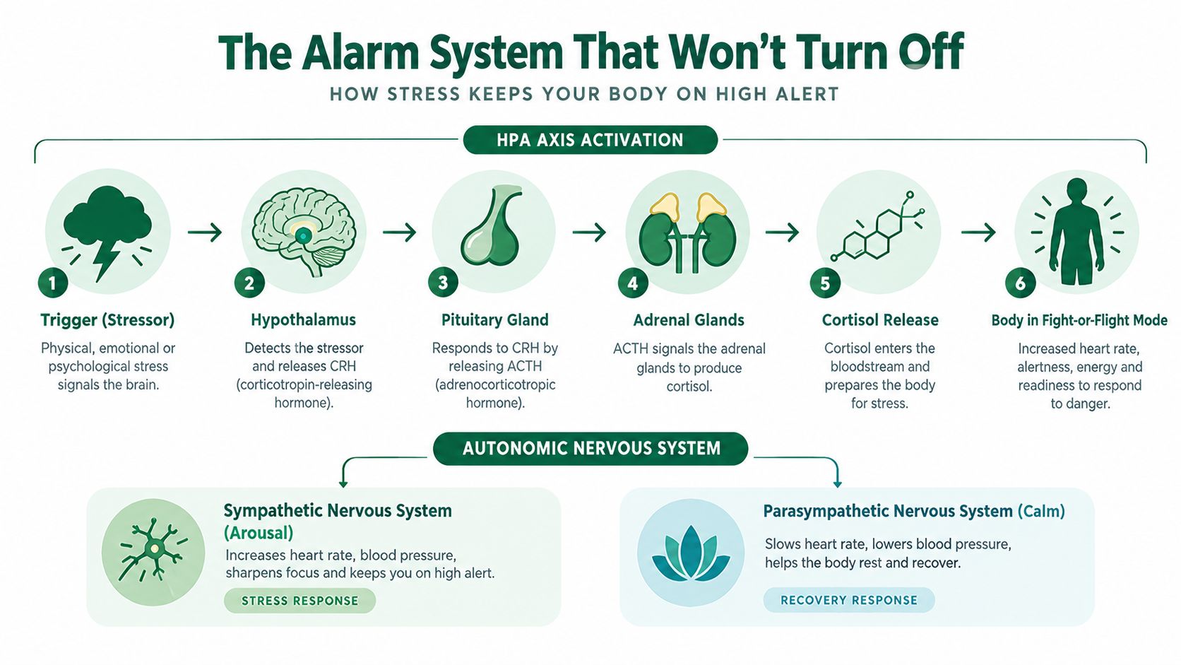 A diagram illustrating how the HPA axis and nervous system create a physical stress response in the body.