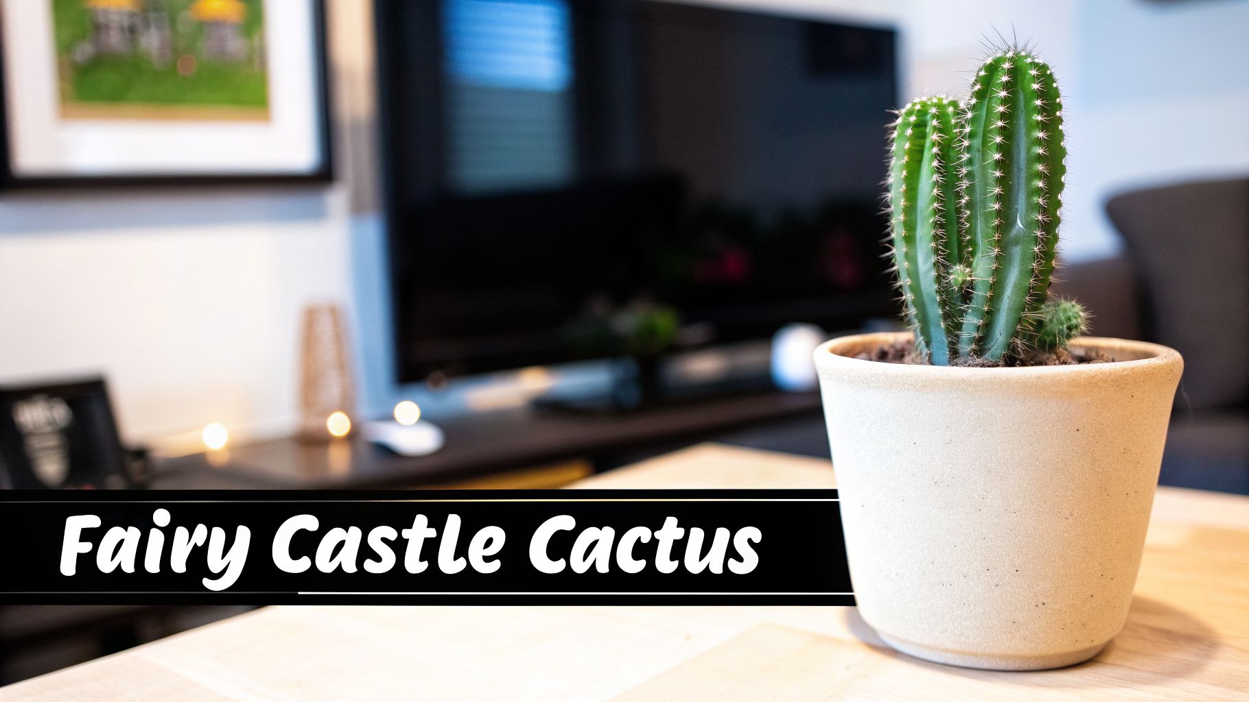 A green Fairy Castle Cactus in a light brown pot on a wooden table in a home setting.
