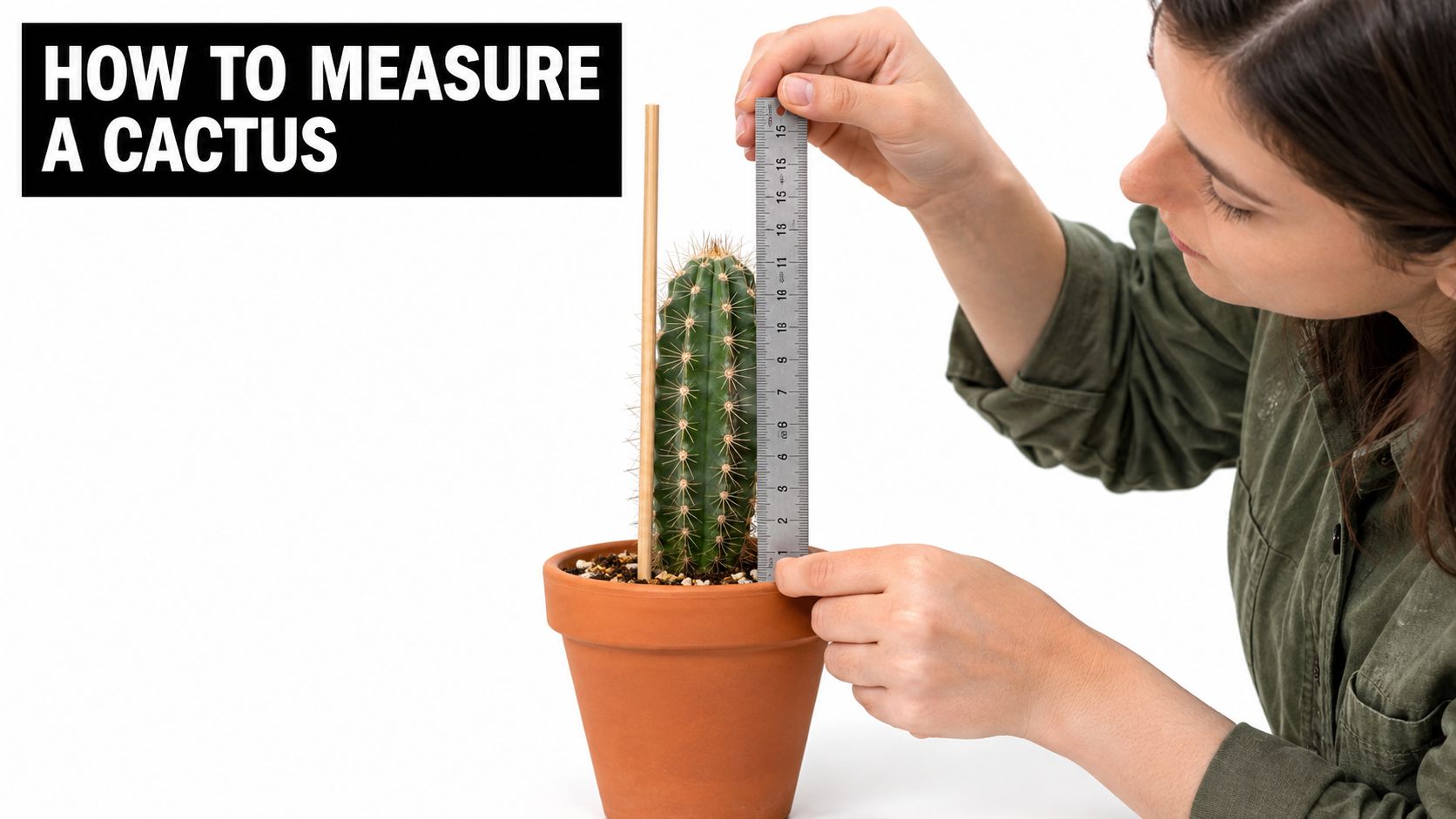 A person using a metal ruler to measure the height of a green cactus in a pot.