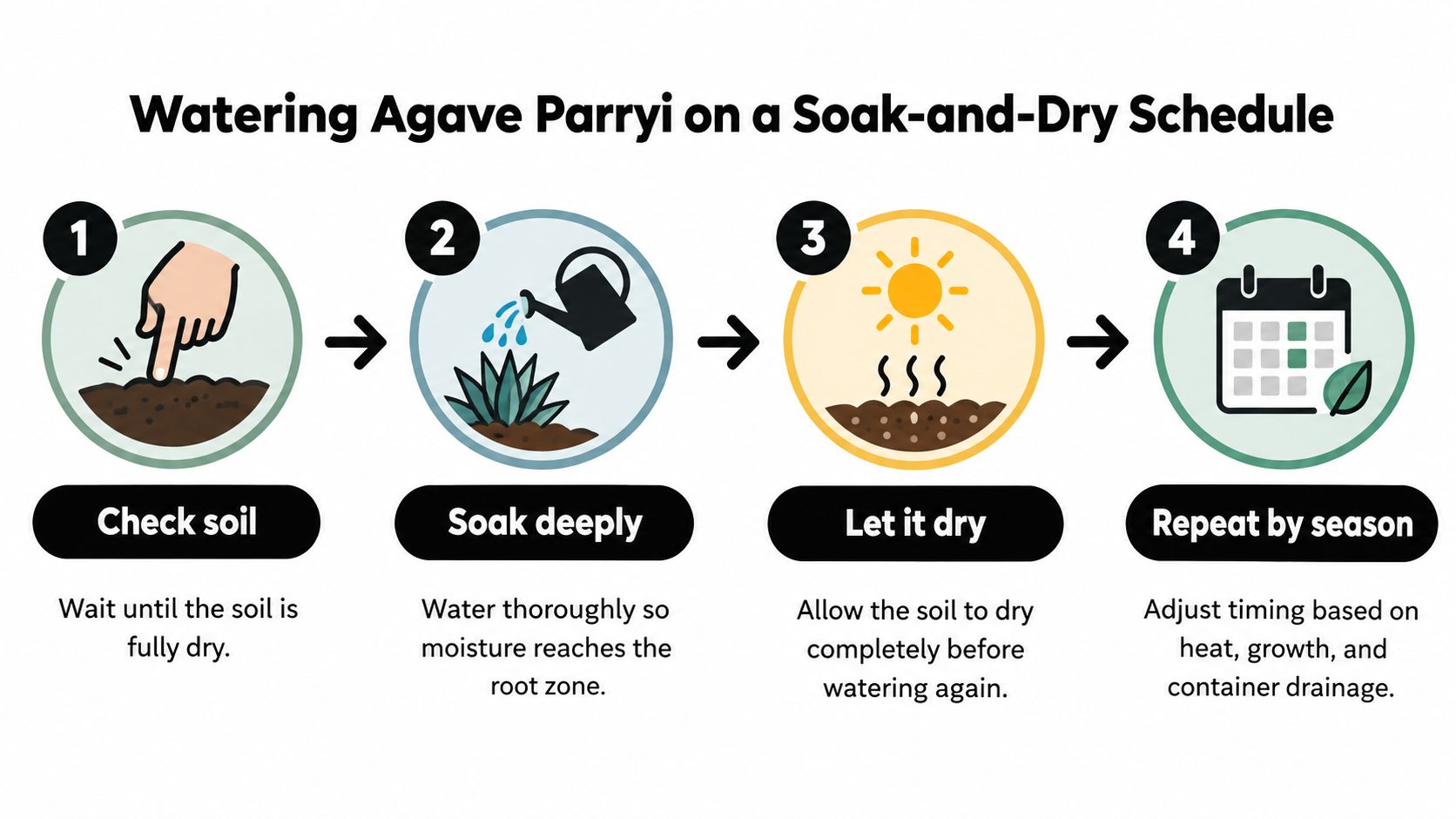A four-step infographic showing how to water an Agave Parryi plant using a soak-and-dry schedule.