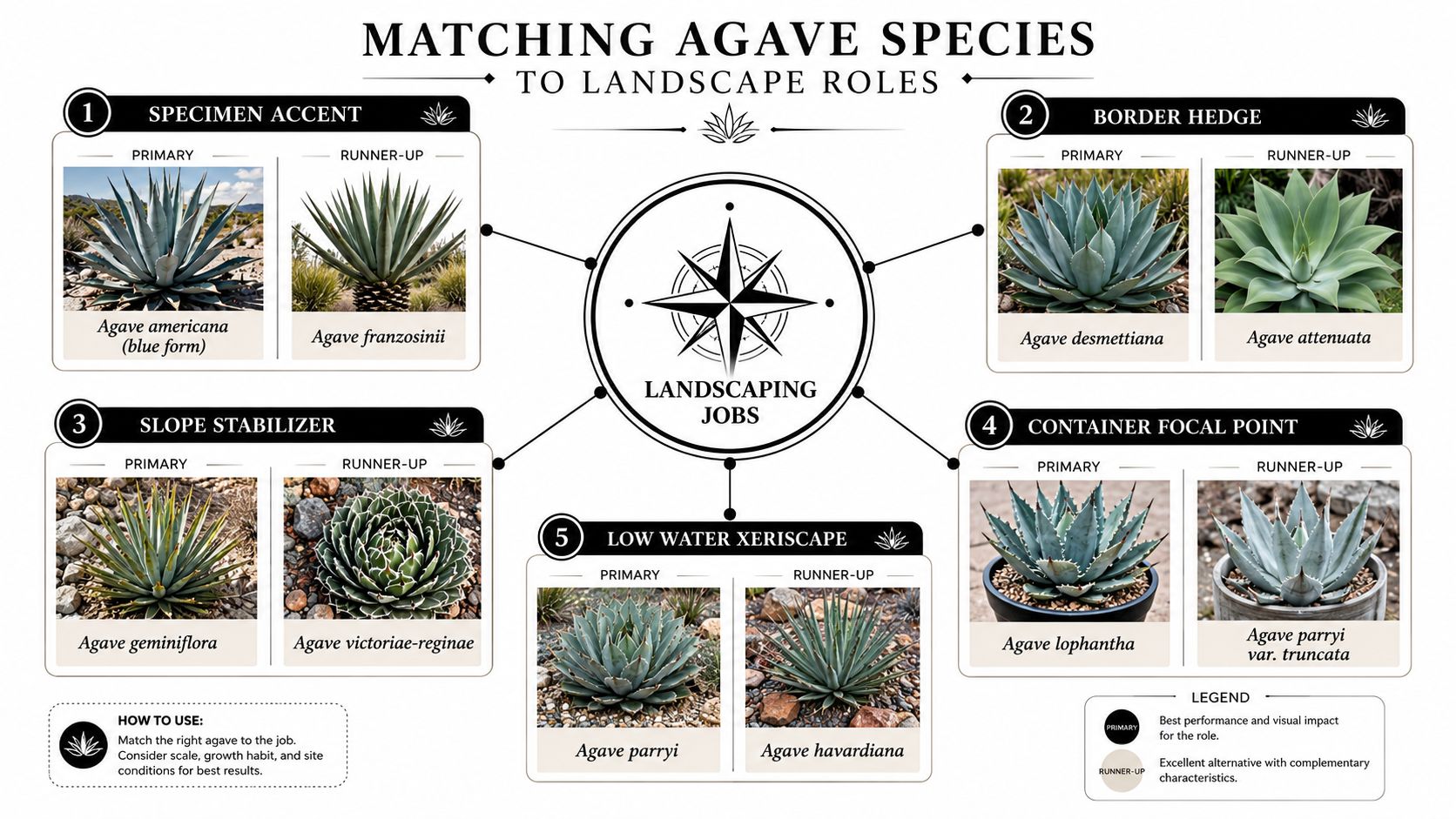 An infographic showing the best Agave species categorized by various landscaping roles like slope stabilizer and container focal point.