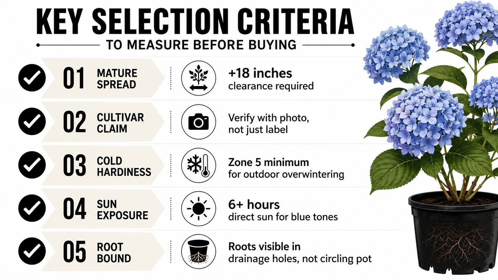 A guide listing five key selection criteria for buying hydrangea plants, including spread, hardiness, and root health.