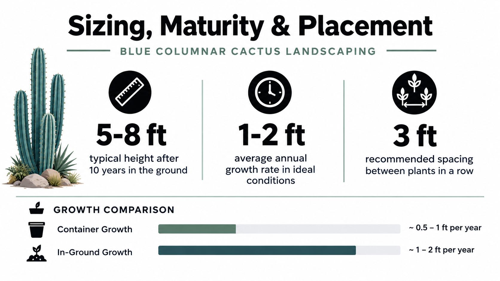 An infographic detailing the height, growth rate, and spacing requirements for planting blue columnar cacti.