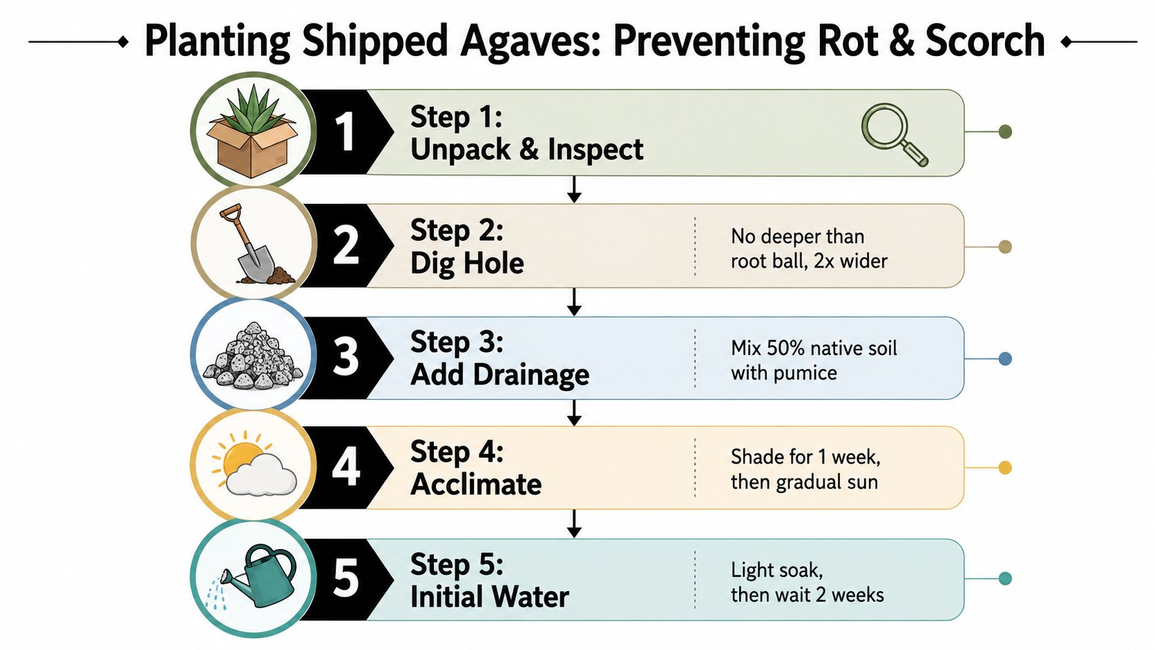 An infographic showing five steps for planting shipped agaves to prevent root rot and leaf scorch.