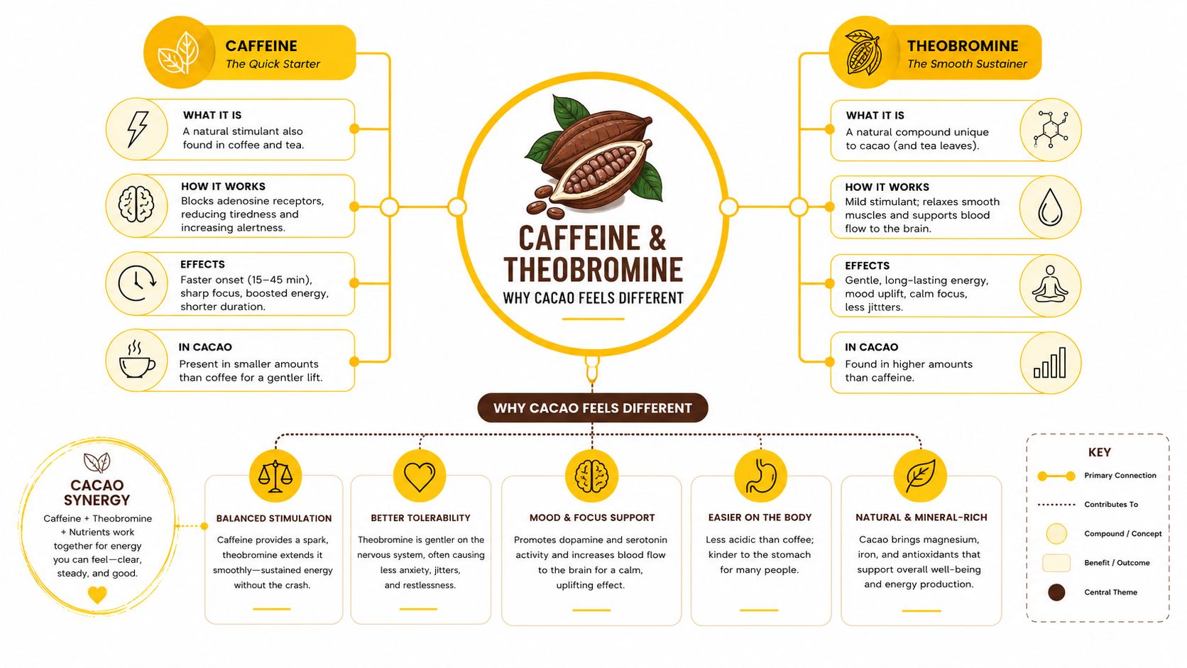 An infographic detailing the synergistic effects of caffeine and theobromine found naturally in raw cacao powder.