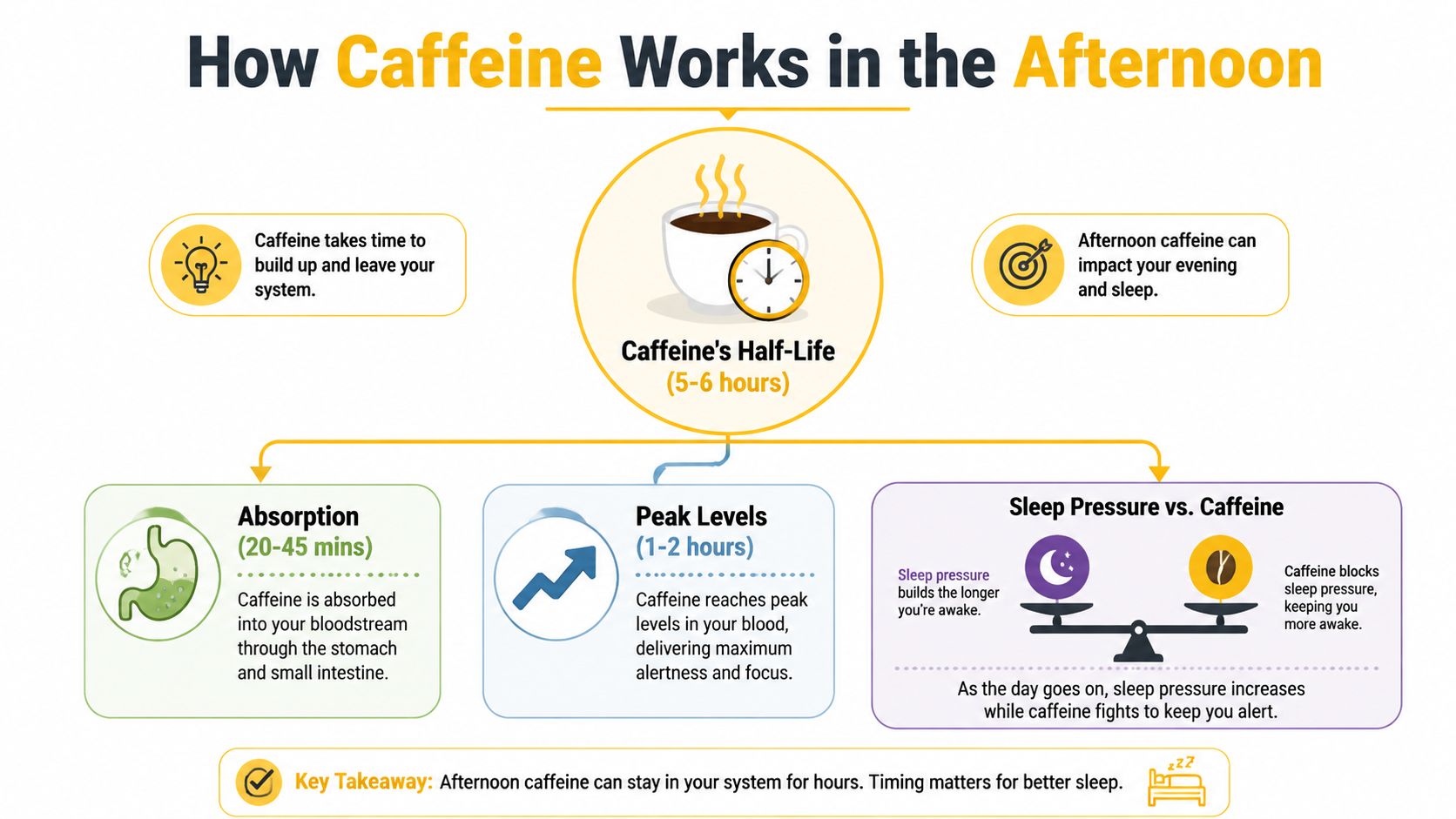 An infographic explaining how caffeine affects your system, sleep pressure, and alertness throughout the afternoon hours.