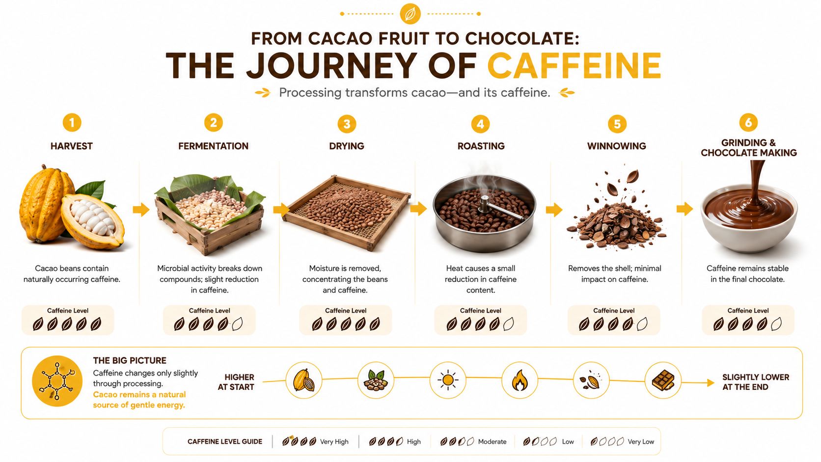 An infographic detailing the six-step process of turning cacao fruit into chocolate while explaining caffeine levels throughout.