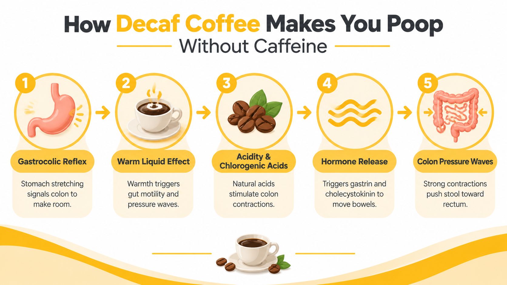 A five-step infographic showing how decaf coffee stimulates digestion, including gastrocolic reflex, warmth, acidity, hormones, and colon contractions.