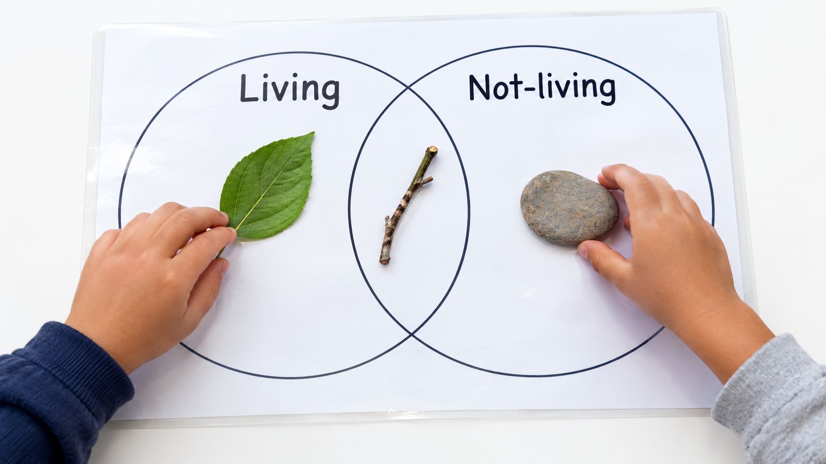 A child sorting natural items like a leaf, stick, and rock into a living or not-living category.