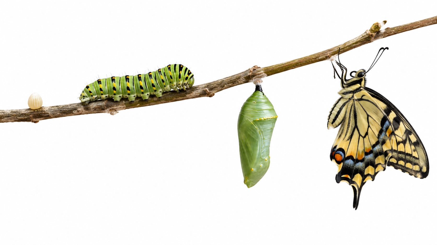 A life cycle sequence showing a butterfly egg, caterpillar, chrysalis, and adult butterfly on a branch.