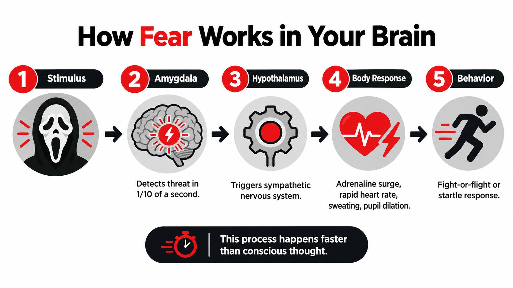 A diagram illustrating the five-step process of how the brain reacts to fear, from stimulus to behavioral response.