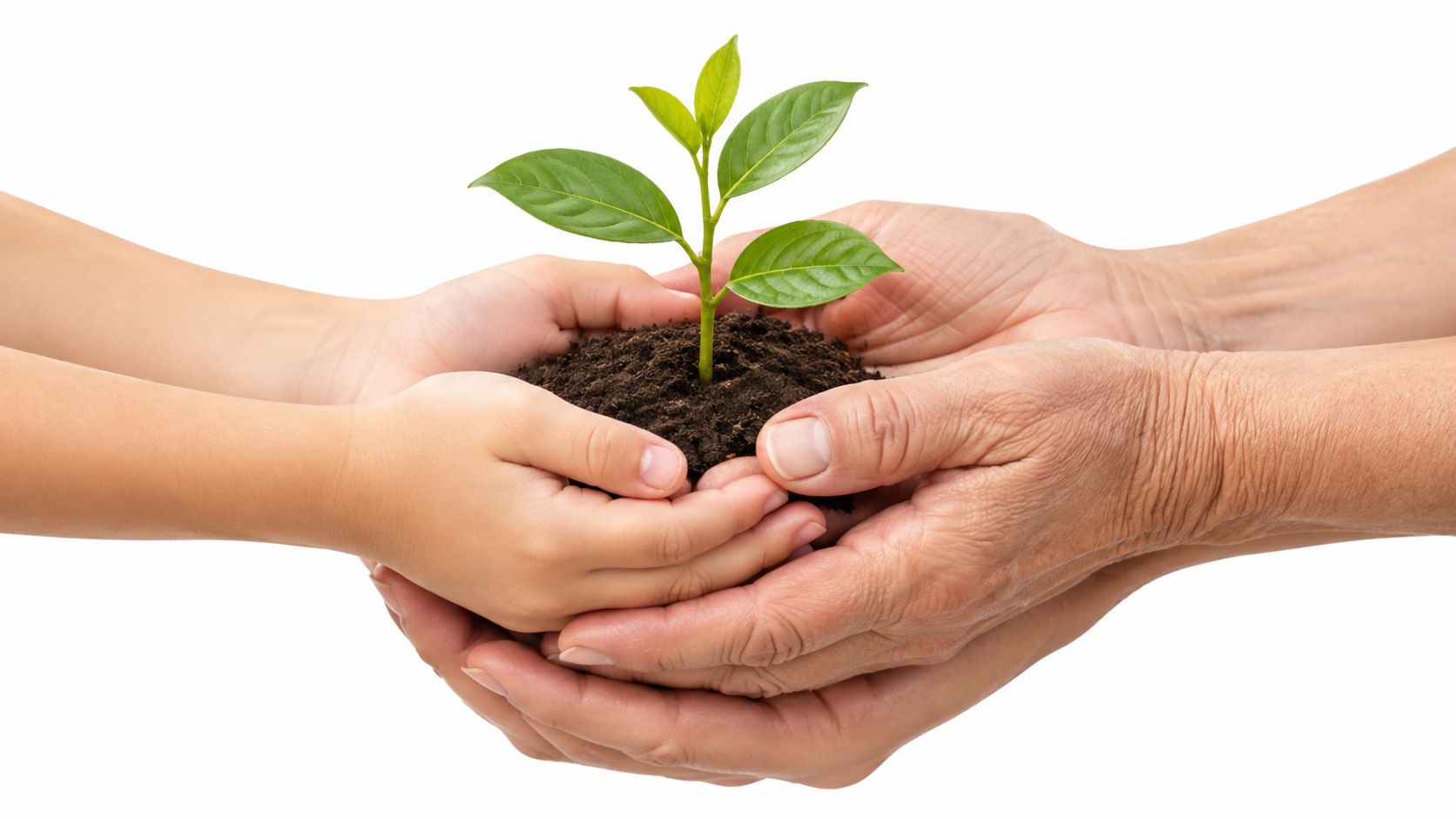 An elderly person and a young child holding a small green plant in their hands together.