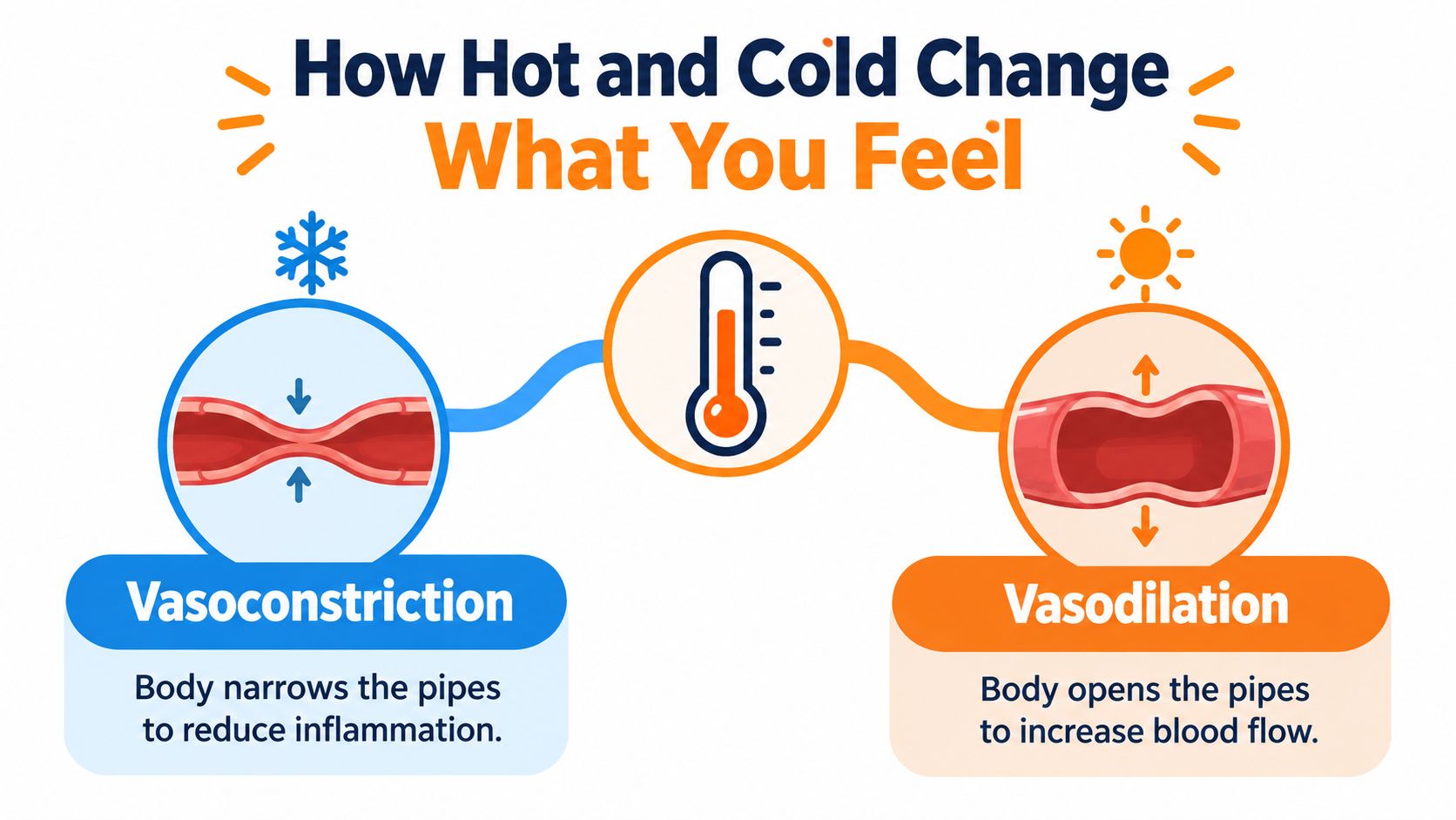 A diagram illustrating how hot and cold temperatures affect blood vessels through vasoconstriction and vasodilation processes.