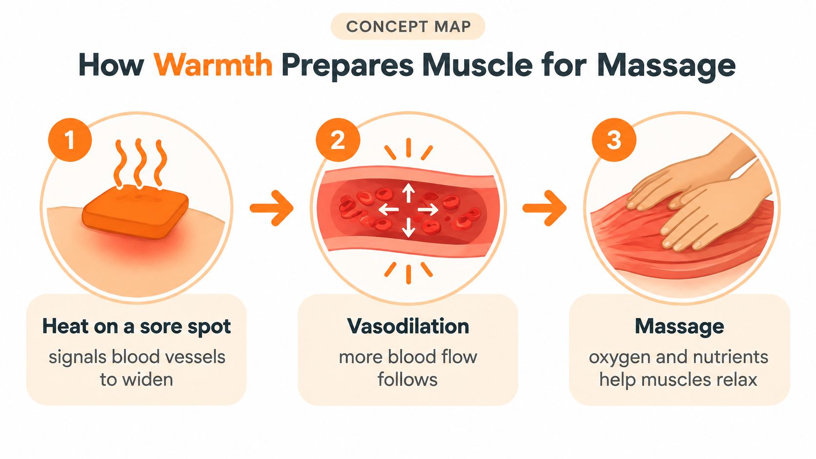 A diagram illustrating how applying heat to a sore muscle promotes vasodilation to prepare for effective massage.