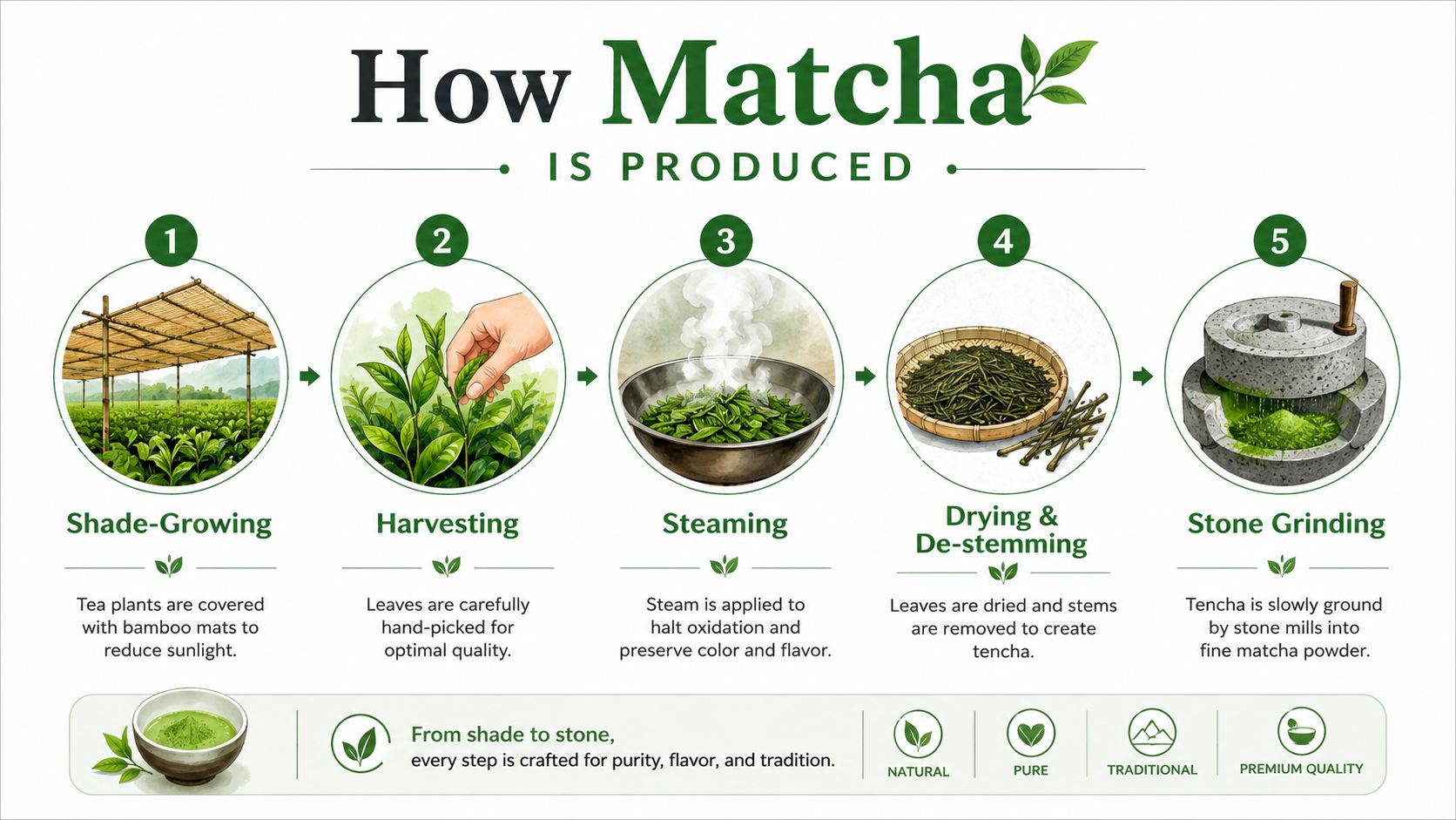 An infographic detailing the five steps of producing matcha, from shade-growing tea plants to stone-grinding the leaves.