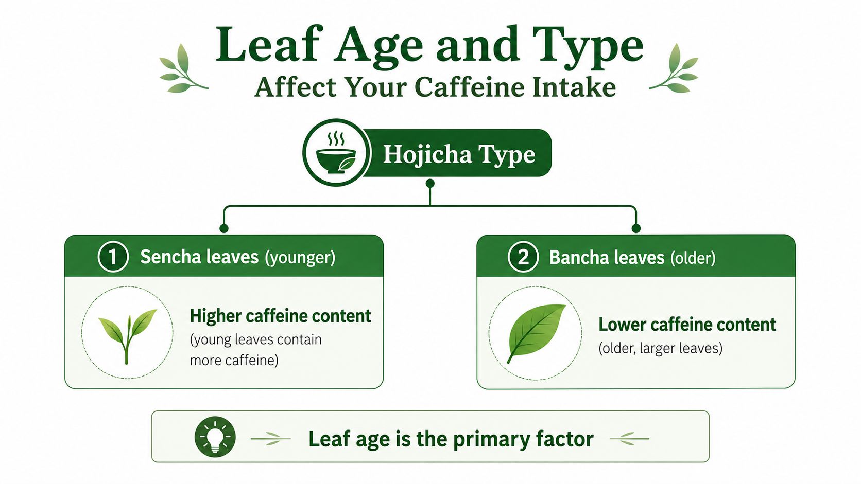 An infographic showing that Hojicha tea caffeine content is determined by younger Sencha or older Bancha leaves.