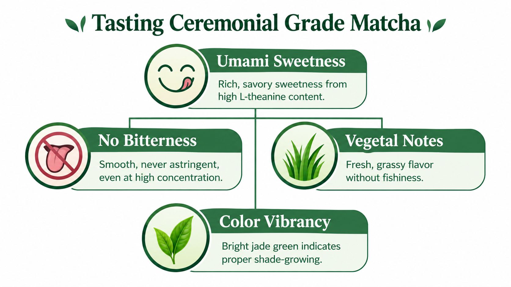 A visual guide explaining the tasting characteristics of ceremonial grade matcha, including flavor and color qualities.