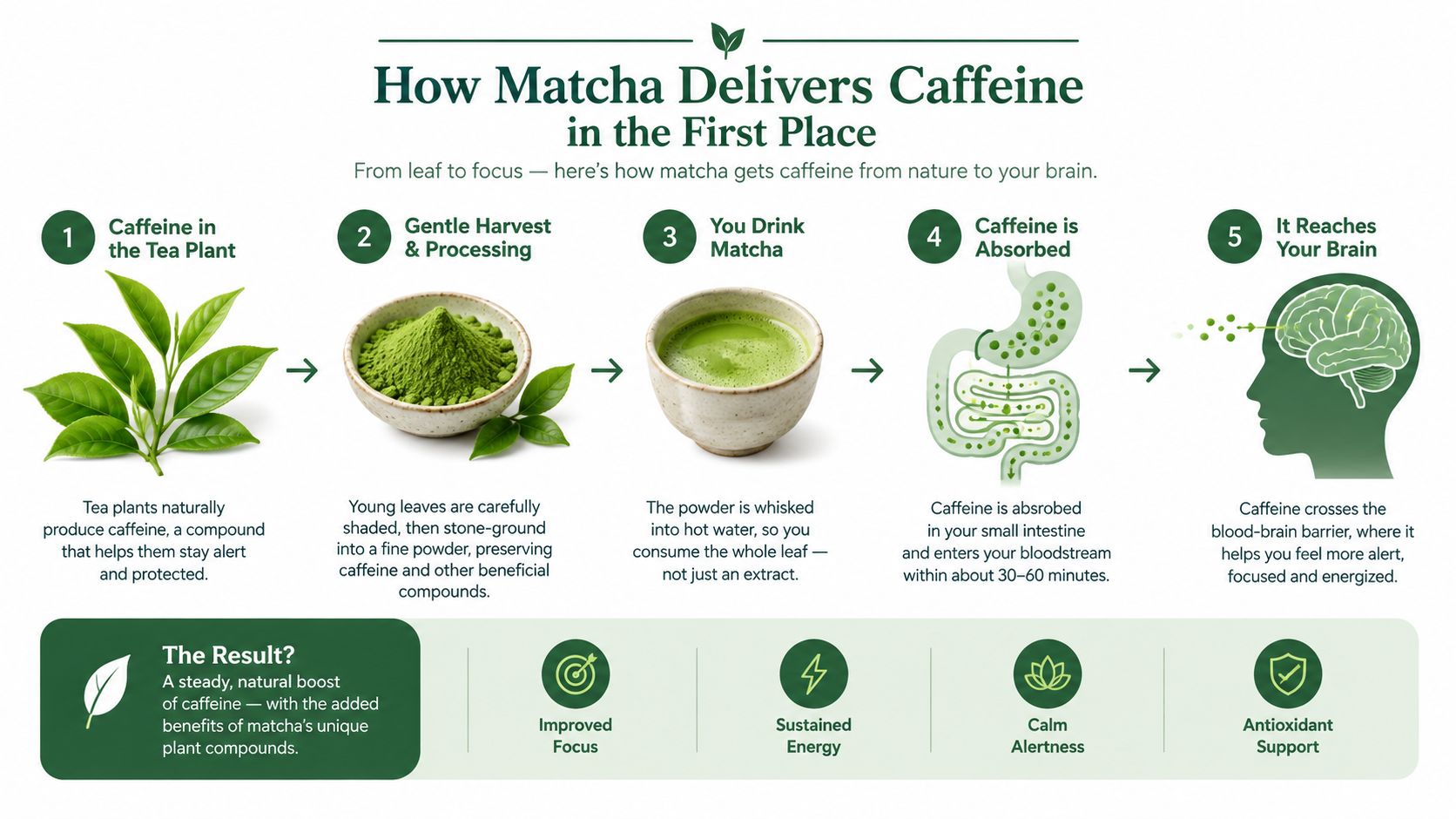 An infographic showing the five-step process of how matcha delivers caffeine to the brain from plant to energy.