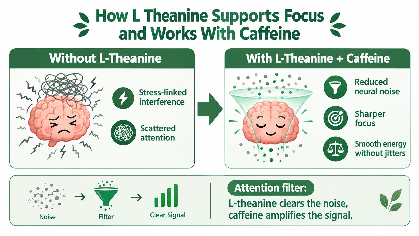 A diagram comparing brain performance with and without L-Theanine to illustrate how it improves focus.