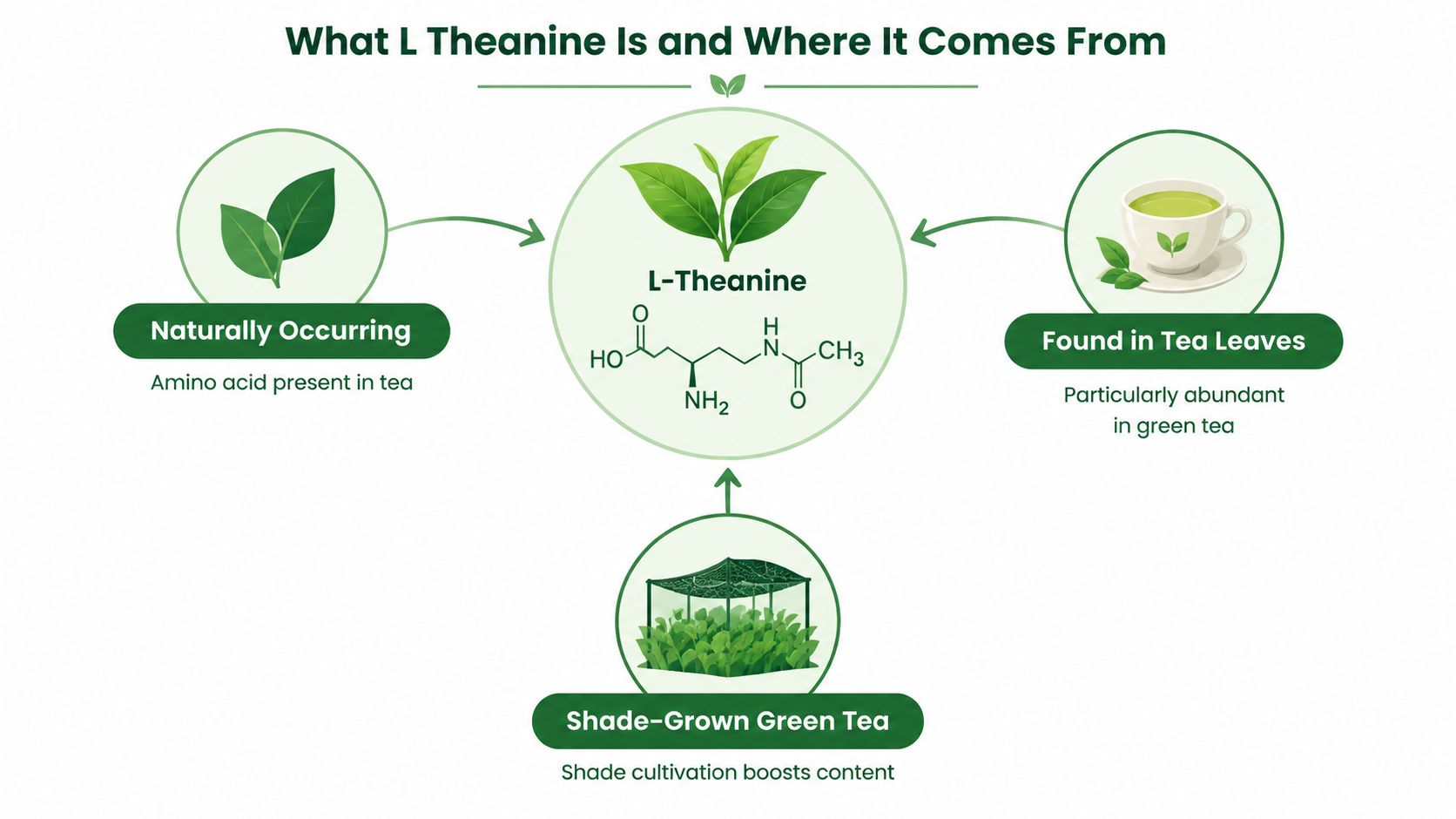 An infographic showing that L-Theanine is a naturally occurring amino acid found in shade-grown green tea leaves.