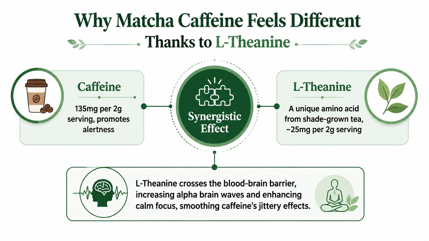 An infographic explaining how caffeine and L-theanine work together in matcha to promote calm focus.