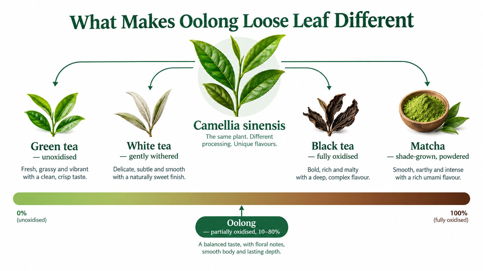 An educational chart showing different tea types derived from the Camellia sinensis plant and oxidation levels.