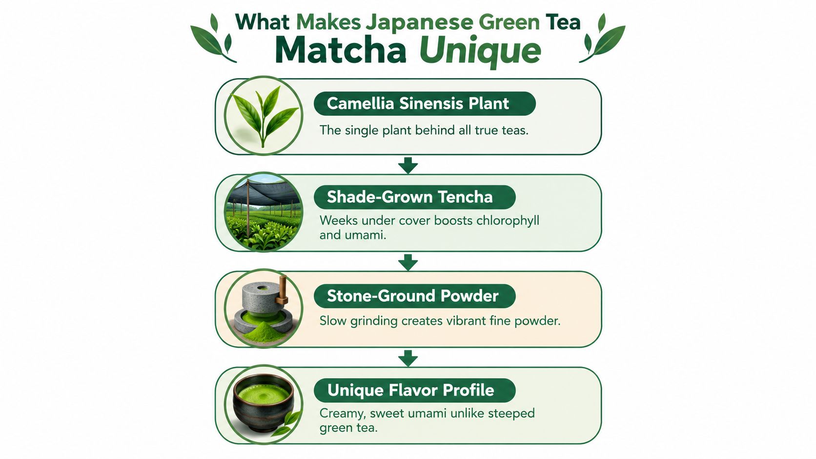 An infographic titled What Makes Japanese Green Tea Matcha Unique explaining its production process and flavor profile.