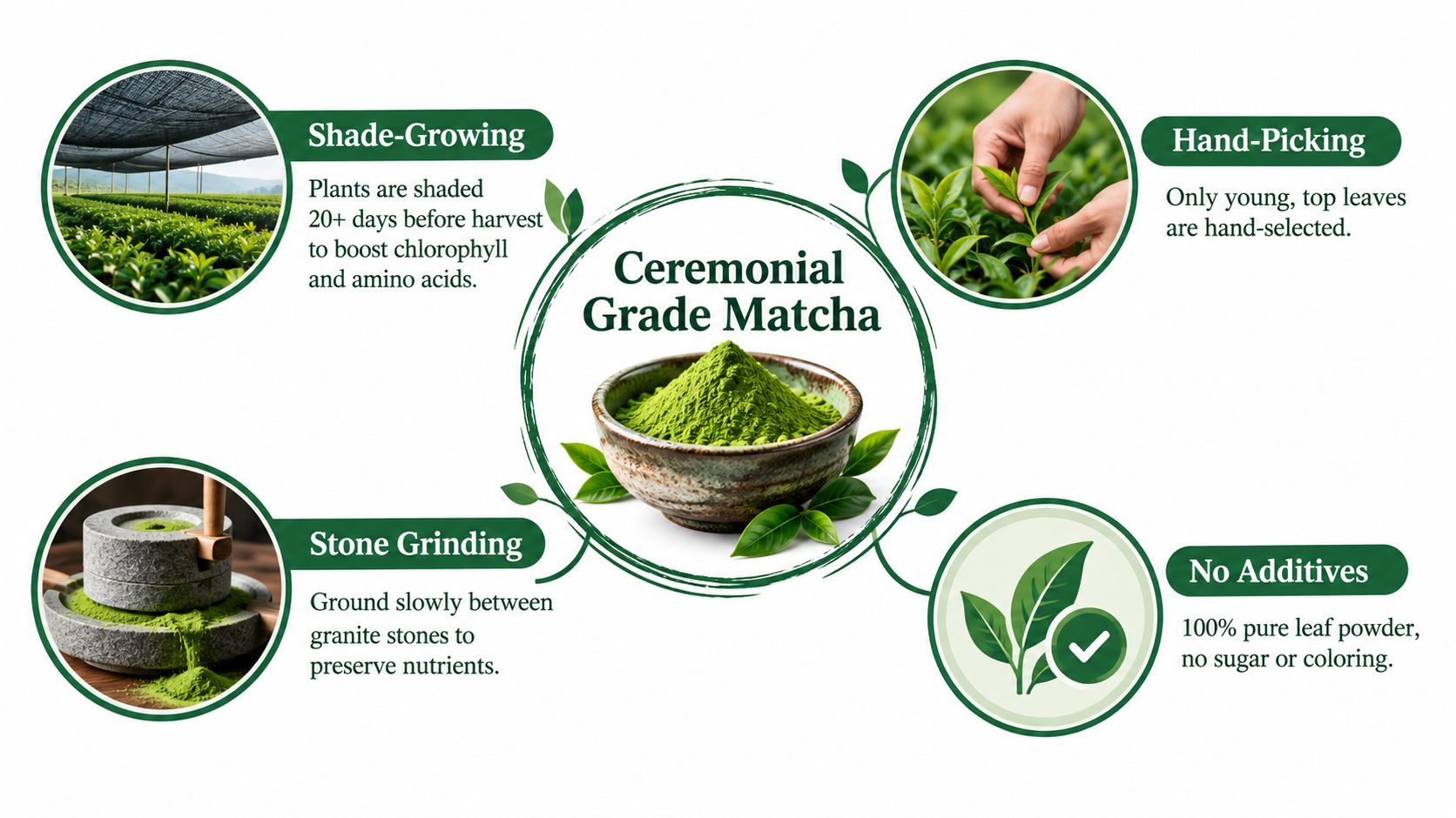 A descriptive infographic showing the four key production stages of high-quality Ceremonial Grade Matcha powder.