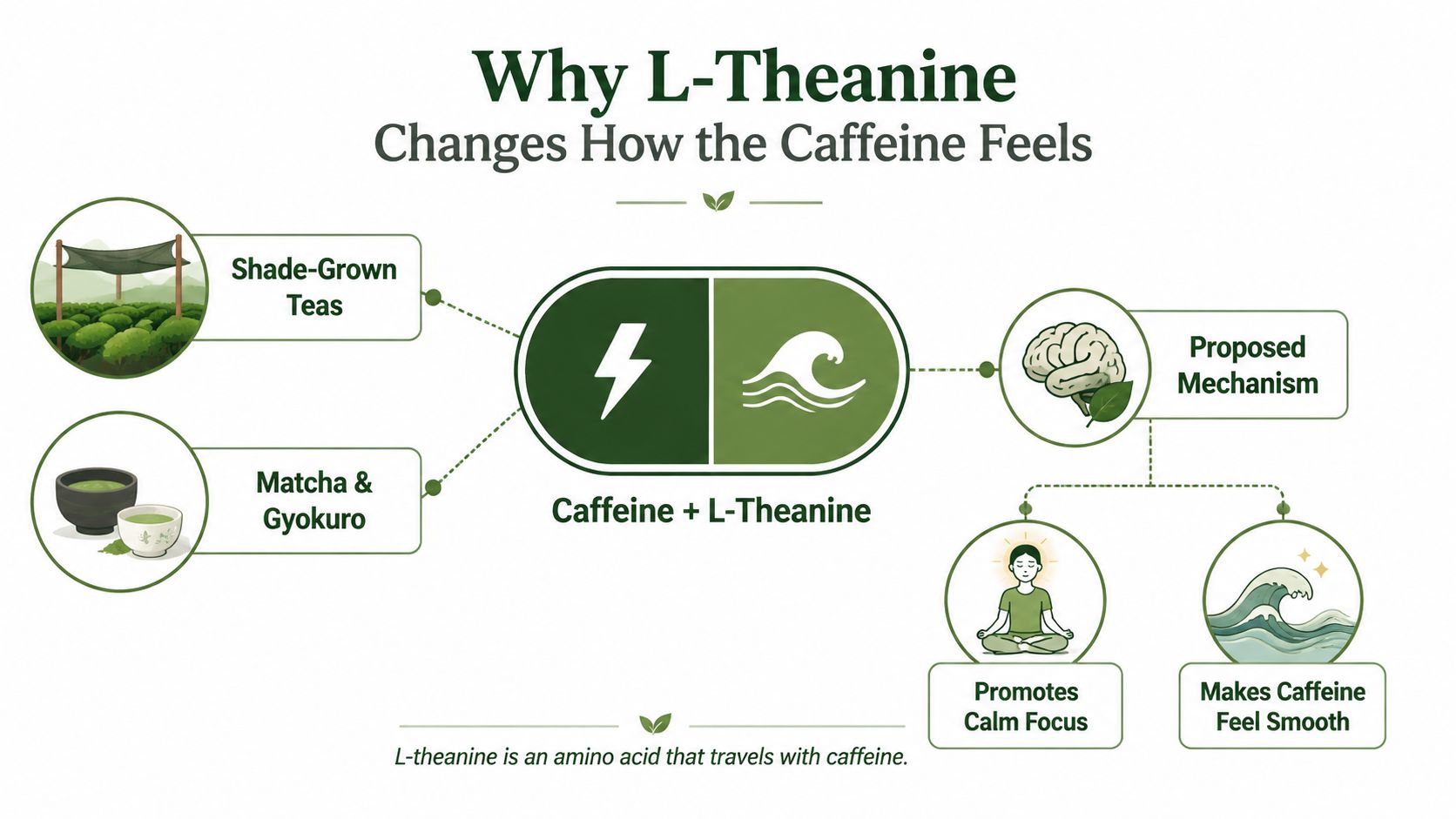 An infographic explaining how L-Theanine in Japanese green tea interacts with caffeine to promote calm focus.
