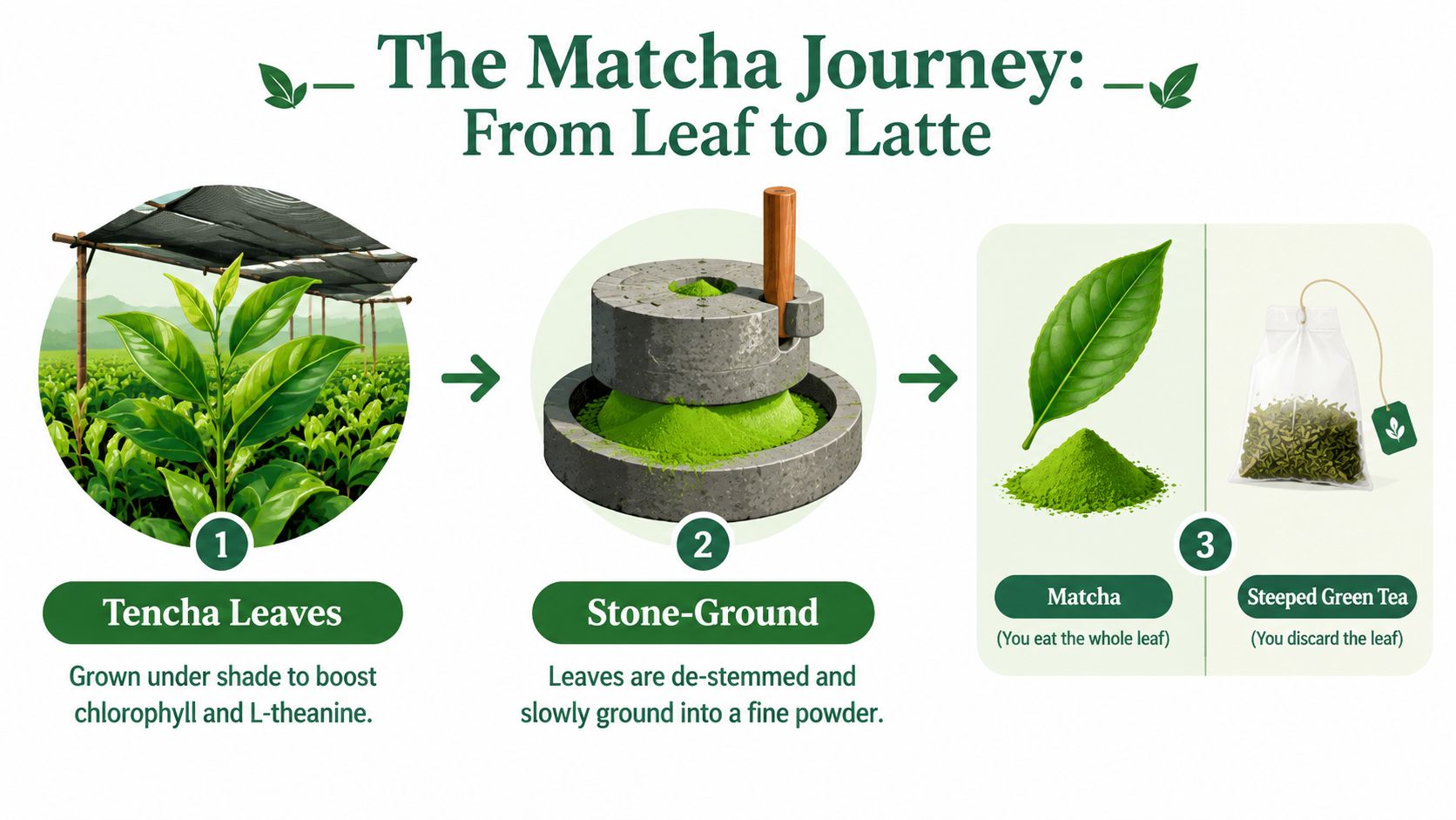 An infographic showing the matcha production process from shaded tencha leaves to stone-ground fine matcha powder.