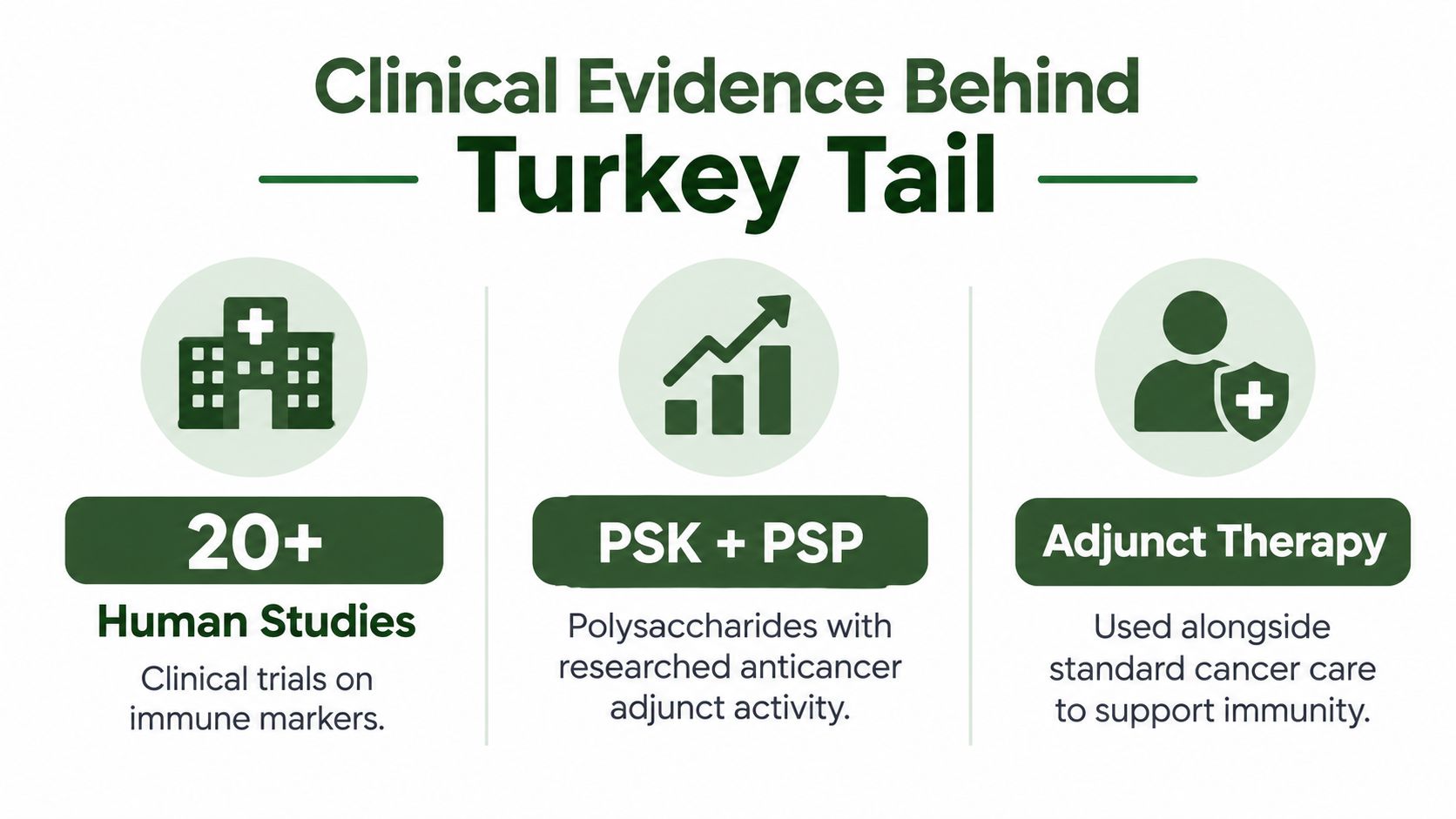 An infographic summarizing clinical evidence for Turkey Tail mushrooms, highlighting human studies, PSK/PSP polysaccharides, and adjunct therapy.