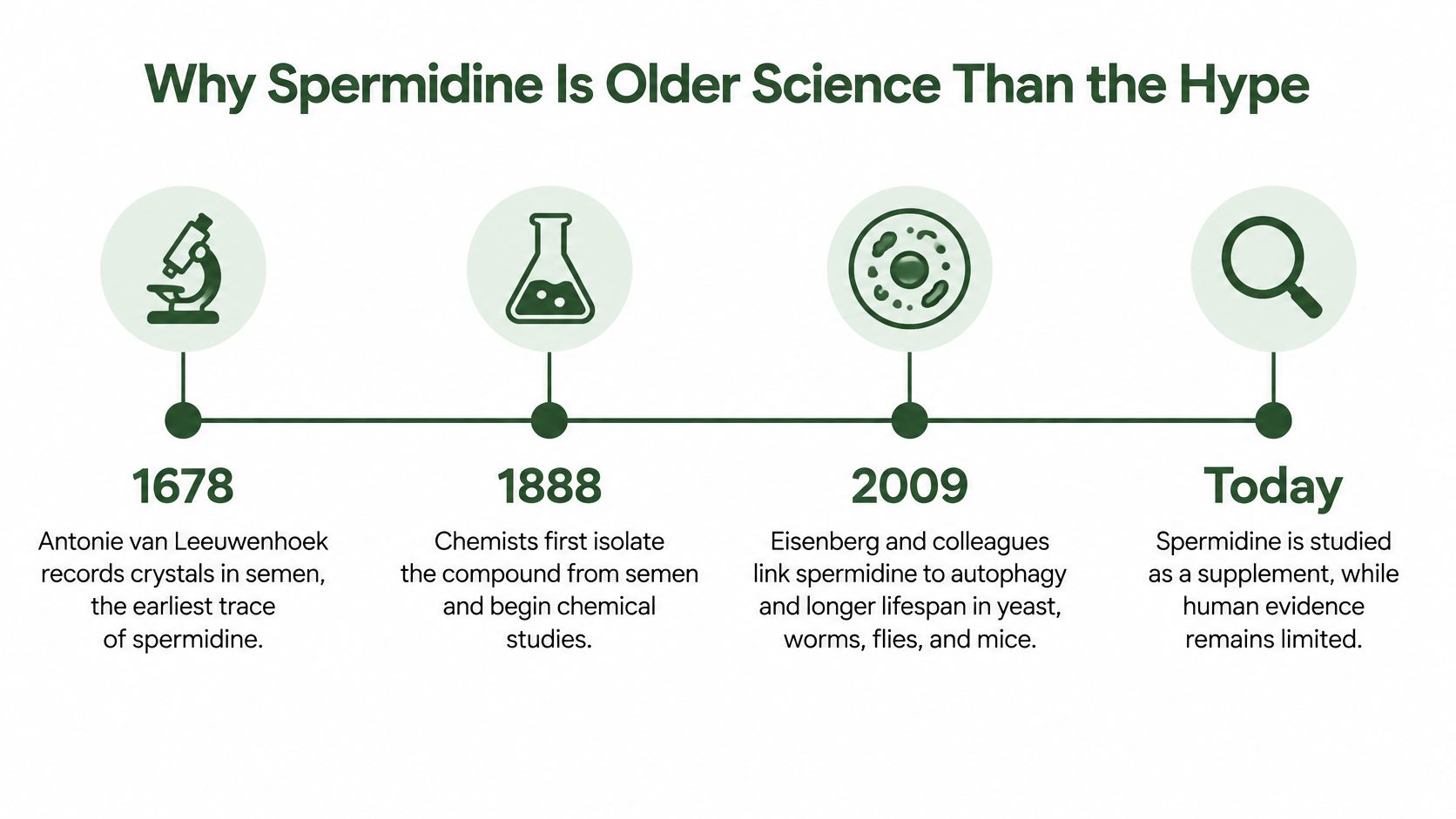 A timeline graphic illustrating the historical scientific discovery and research milestones of the compound known as spermidine.