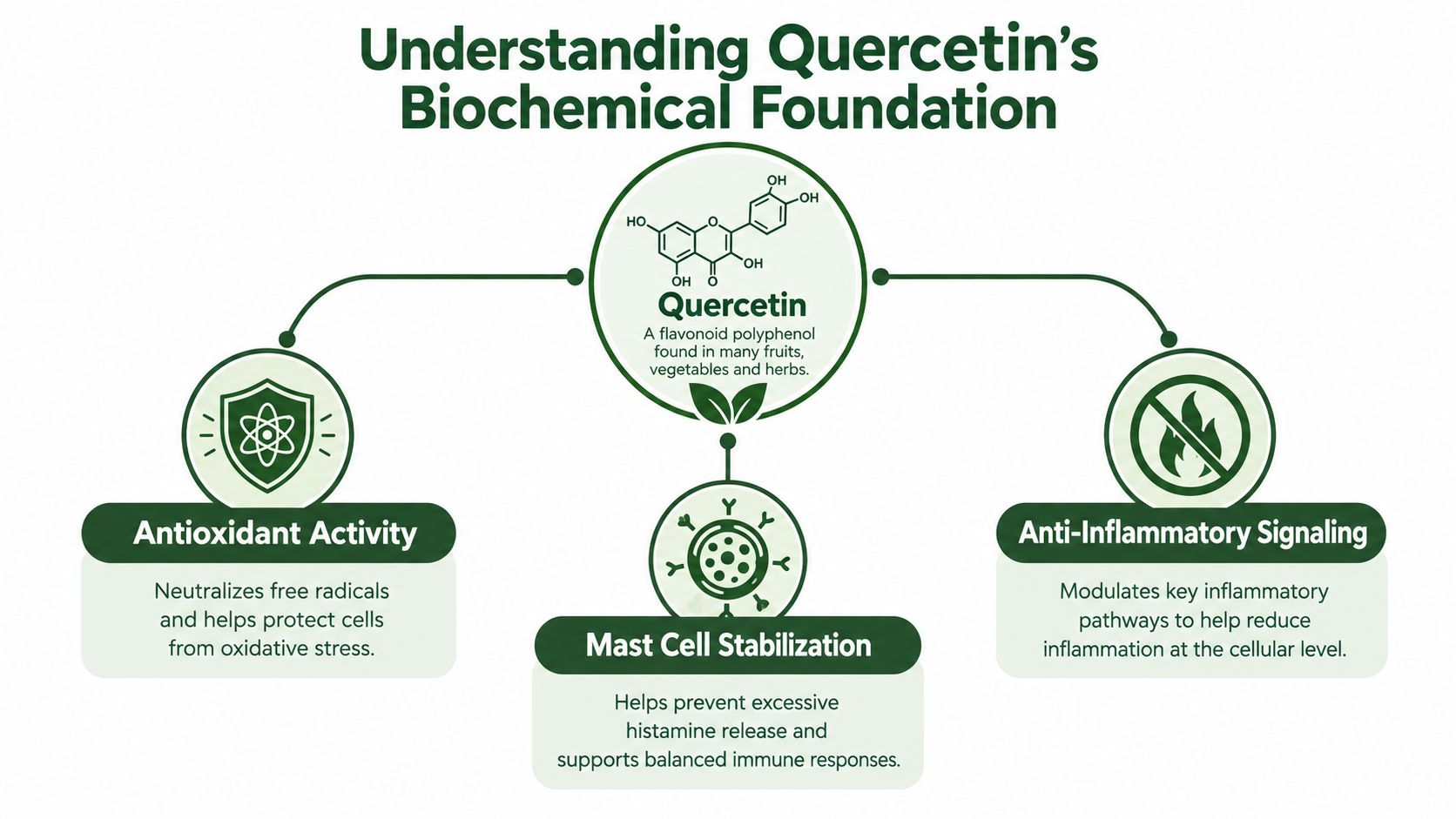 An infographic illustrating the biochemical properties of quercetin, including its antioxidant, anti-inflammatory, and mast cell stabilization benefits.