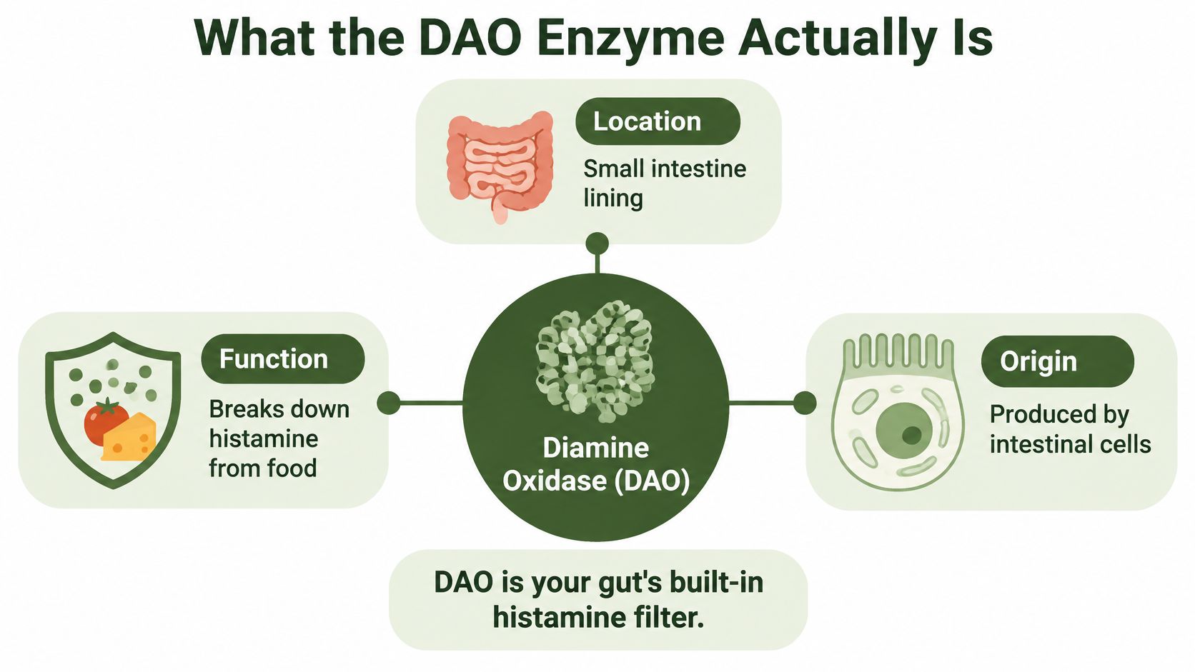 A diagram explaining that the DAO enzyme acts as a histamine filter produced in the small intestine.