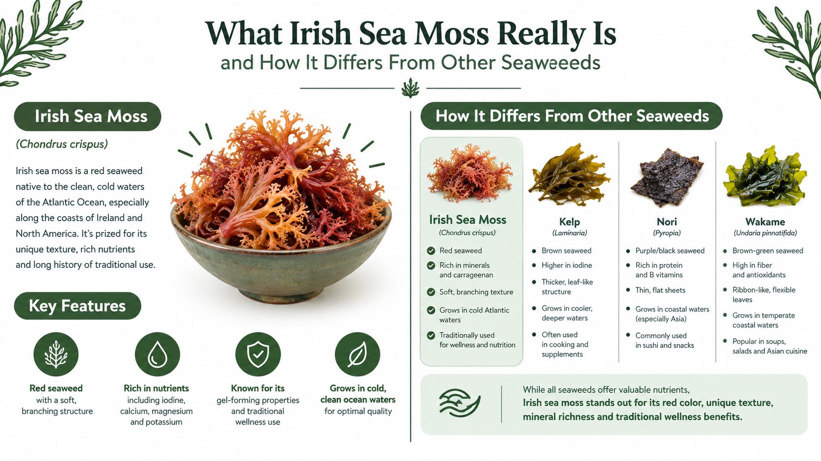 An infographic detailing the nutritional benefits and characteristics of Irish sea moss compared to other common seaweeds.