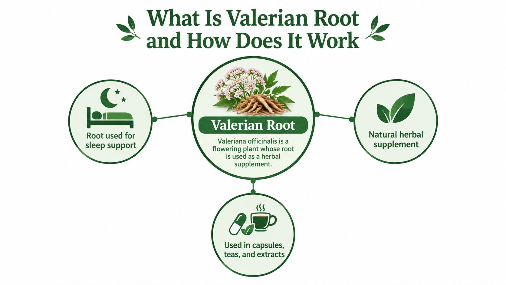 An infographic titled What Is Valerian Root illustrating its use as a natural herbal sleep aid supplement.