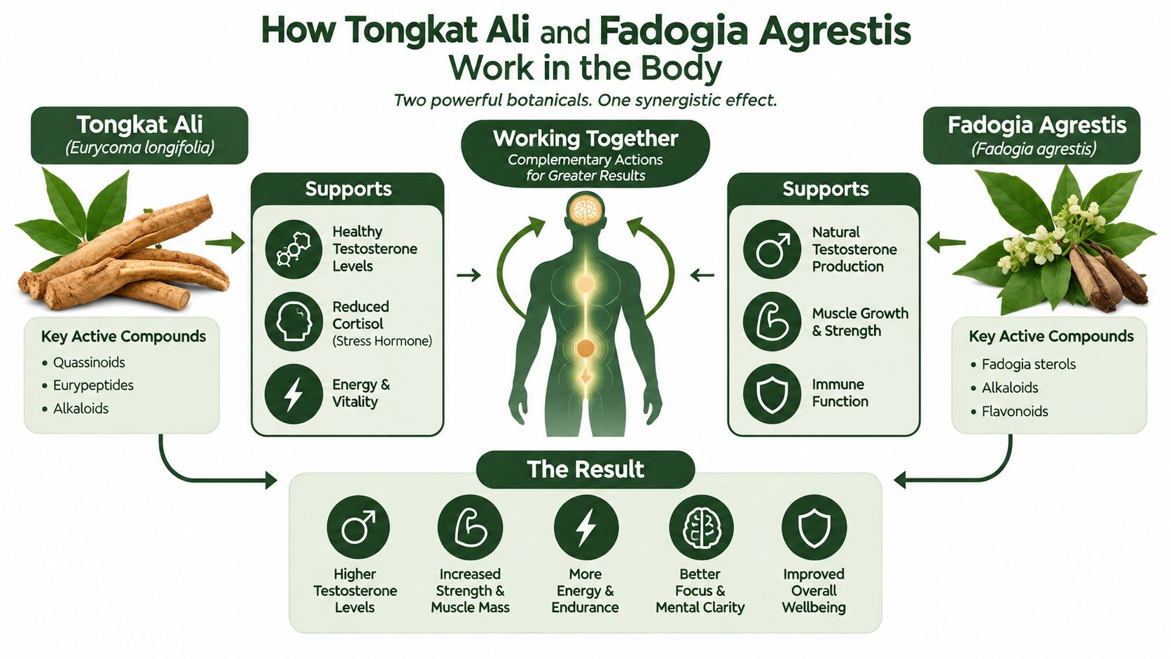 An infographic showing how the supplements Tongkat Ali and Fadogia Agrestis work together to support male health.