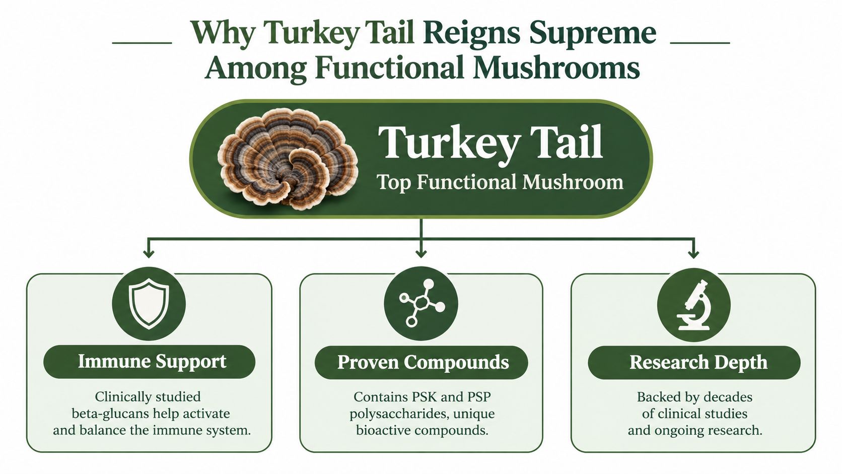 An infographic titled Why Turkey Tail Reigns Supreme showing benefits like immune support, proven compounds, and research depth.