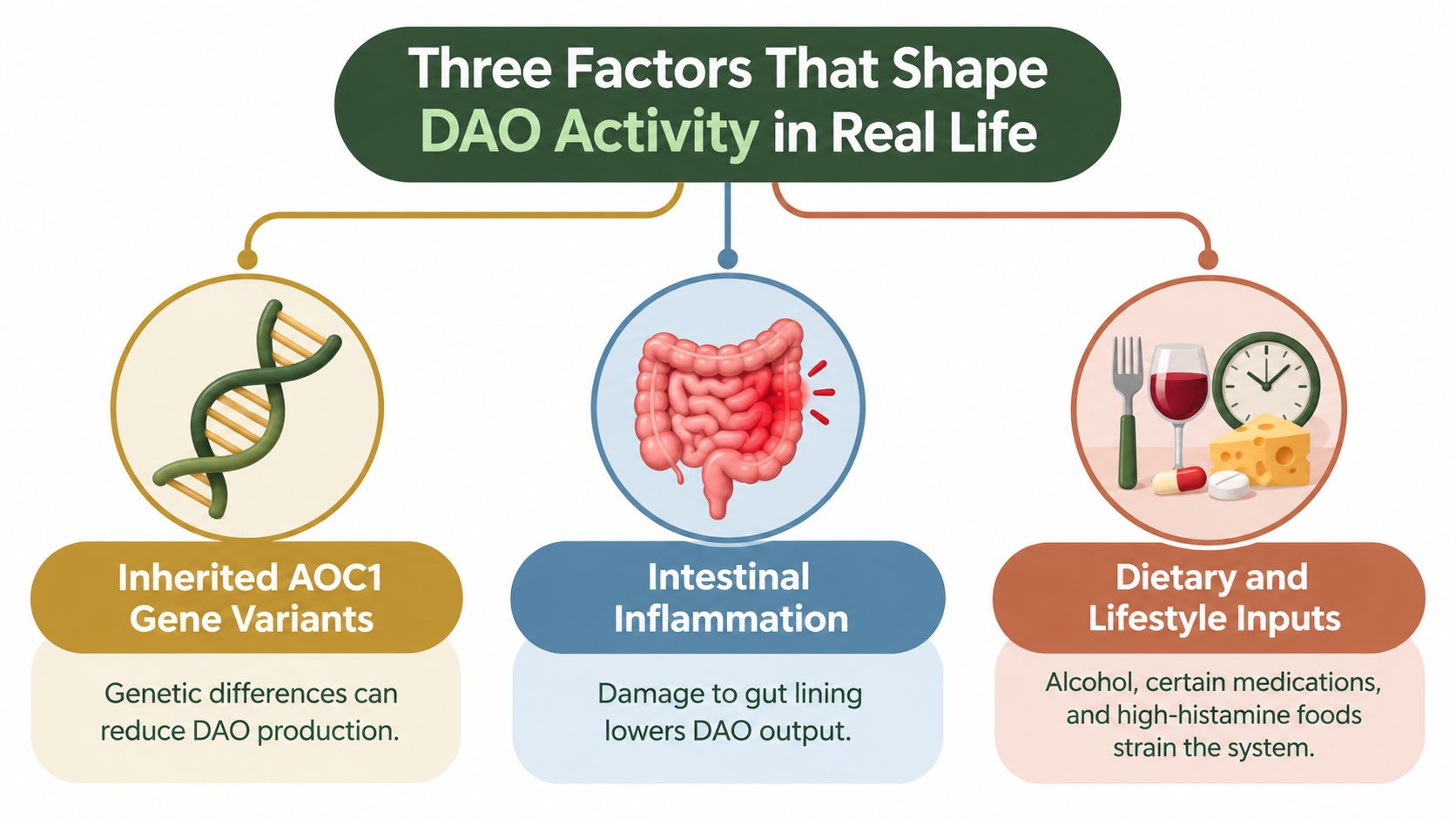 An infographic showing the three main factors influencing DAO enzyme activity: genetic variants, gut inflammation, and lifestyle.