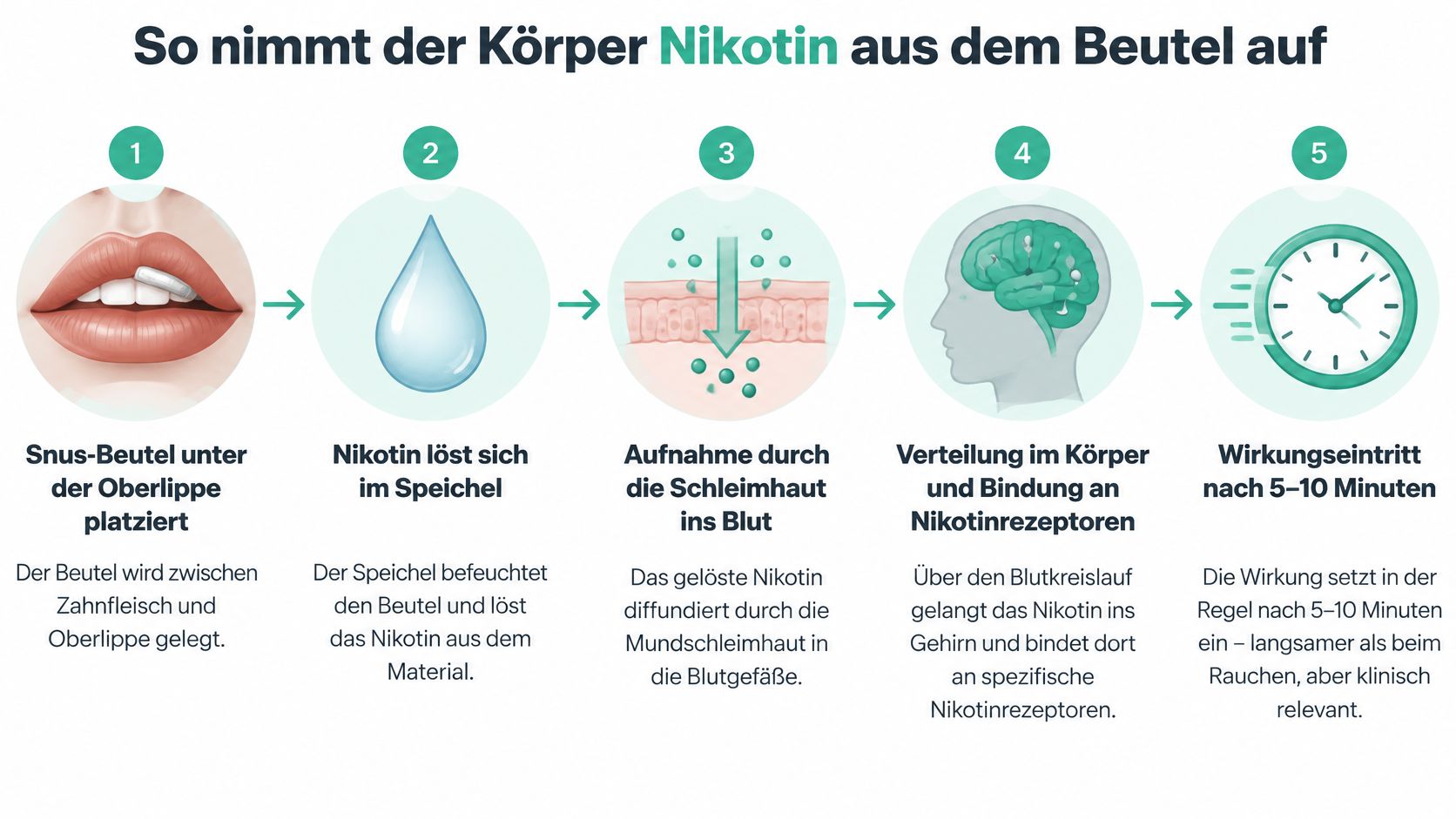 Eine Infografik erklärt die Wirkungsweise von Nikotinbeuteln, vom Platzieren unter der Lippe bis zum Wirkungseintritt im Gehirn.