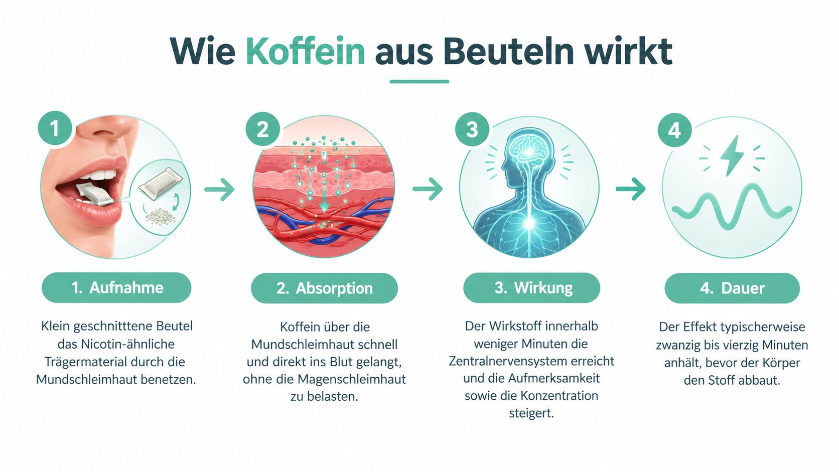 Infografik zur Wirkungsweise von Koffeinbeuteln, die oral angewendet werden, von der Aufnahme bis zur Wirkungsdauer.