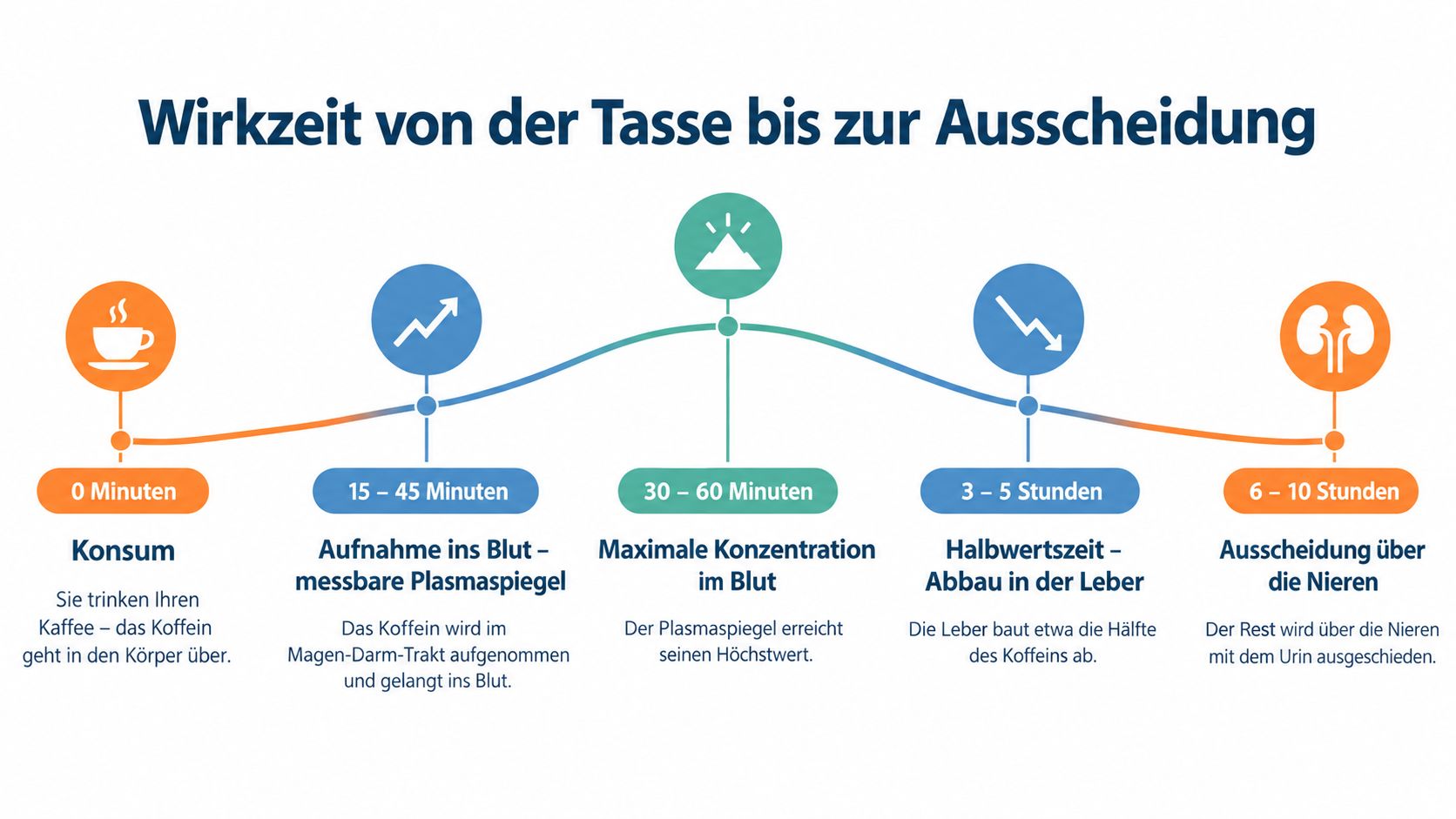 Eine Infografik zeigt den zeitlichen Verlauf der Koffeinaufnahme, Wirkung und Ausscheidung im menschlichen Körper.