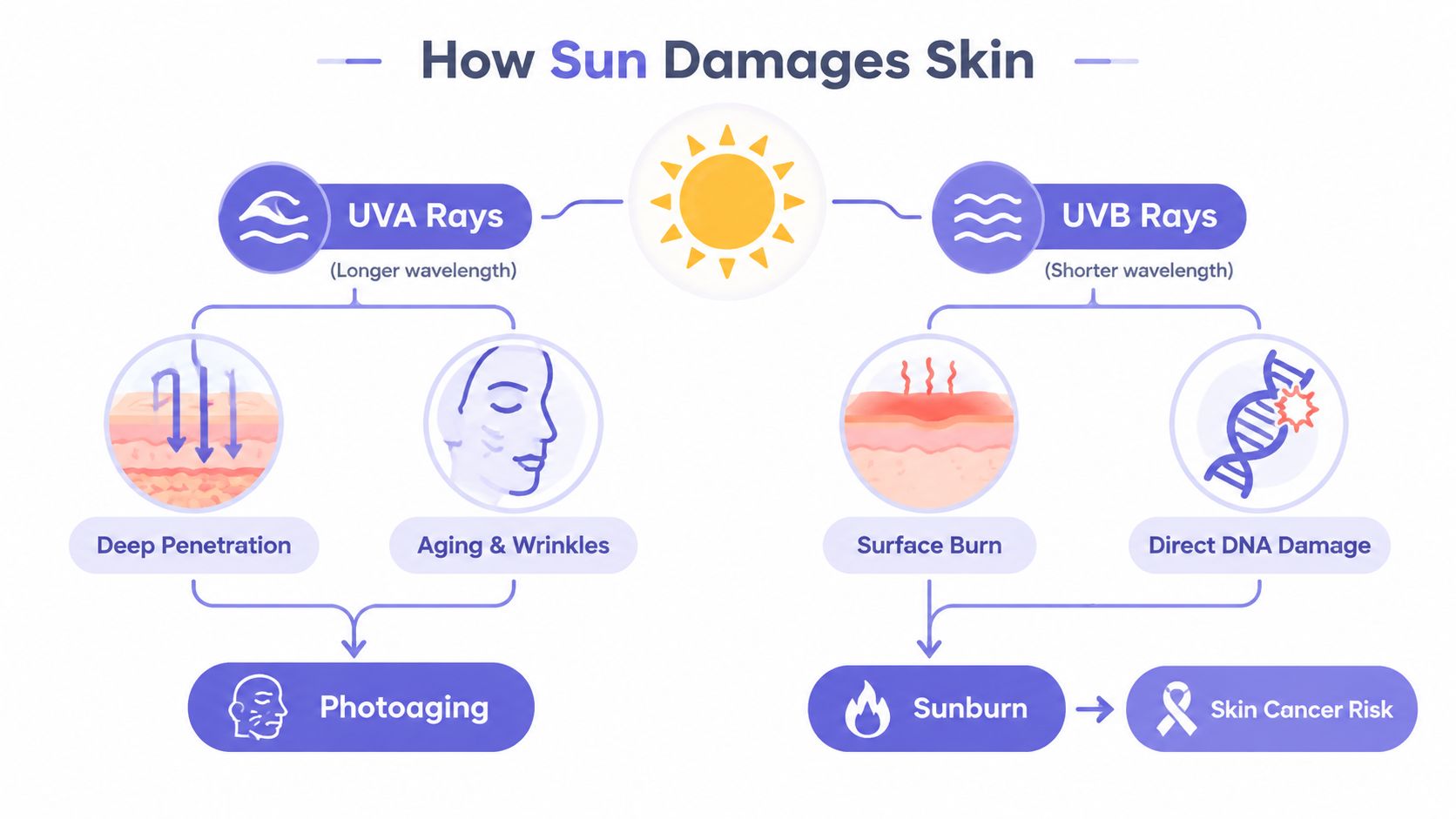 A diagram illustrating how UVA and UVB rays damage skin, causing aging, wrinkles, sunburn, and cancer risk.