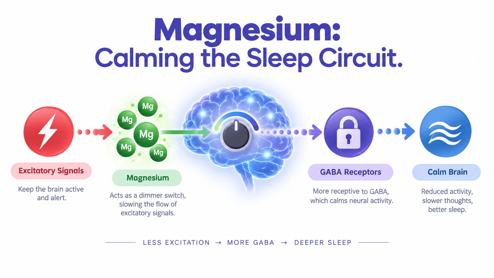 A diagram illustrating how magnesium helps calm the brain's sleep circuit to promote better sleep quality.
