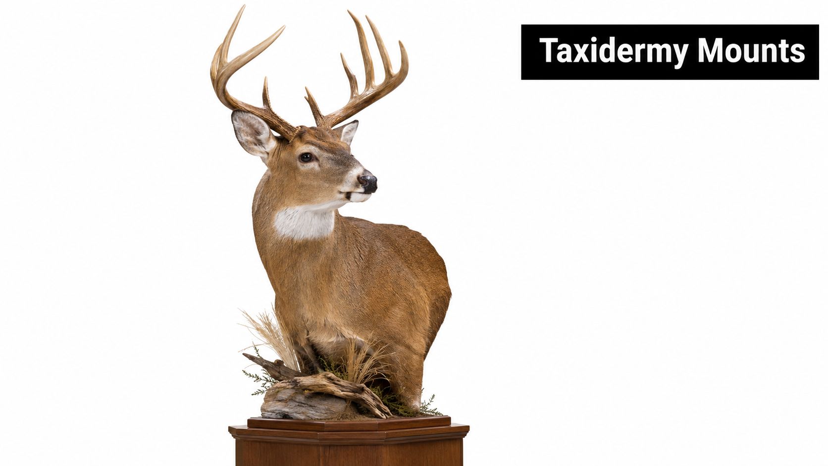 A detailed taxidermy mount of a white-tailed deer buck standing on a decorative wooden display base.