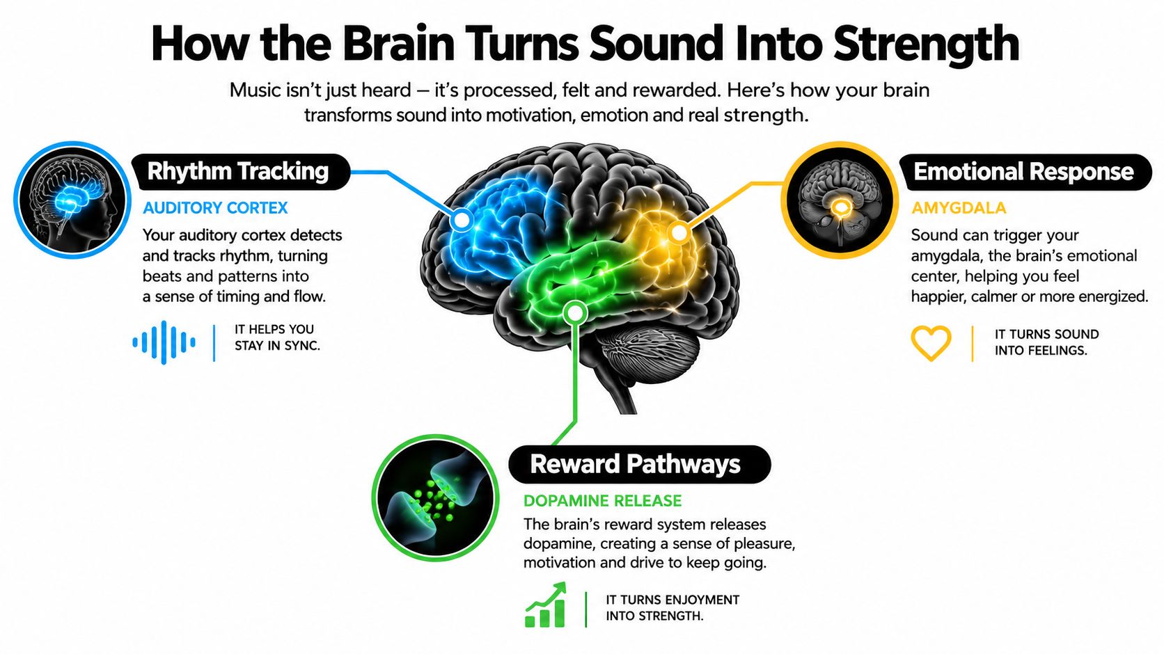 An infographic showing how different brain regions process sound to create rhythm, emotion, and physical motivation.