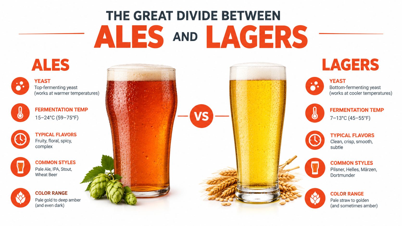 An infographic comparing the differences between ale and lager beer types, including fermentation and styles.